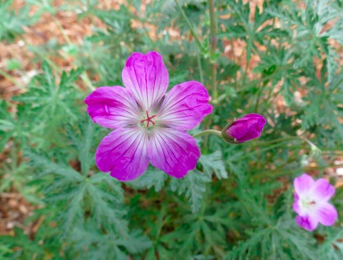Geranium robustumHardy Geranium or Cranesbill Seeds  Spiffy Seeds