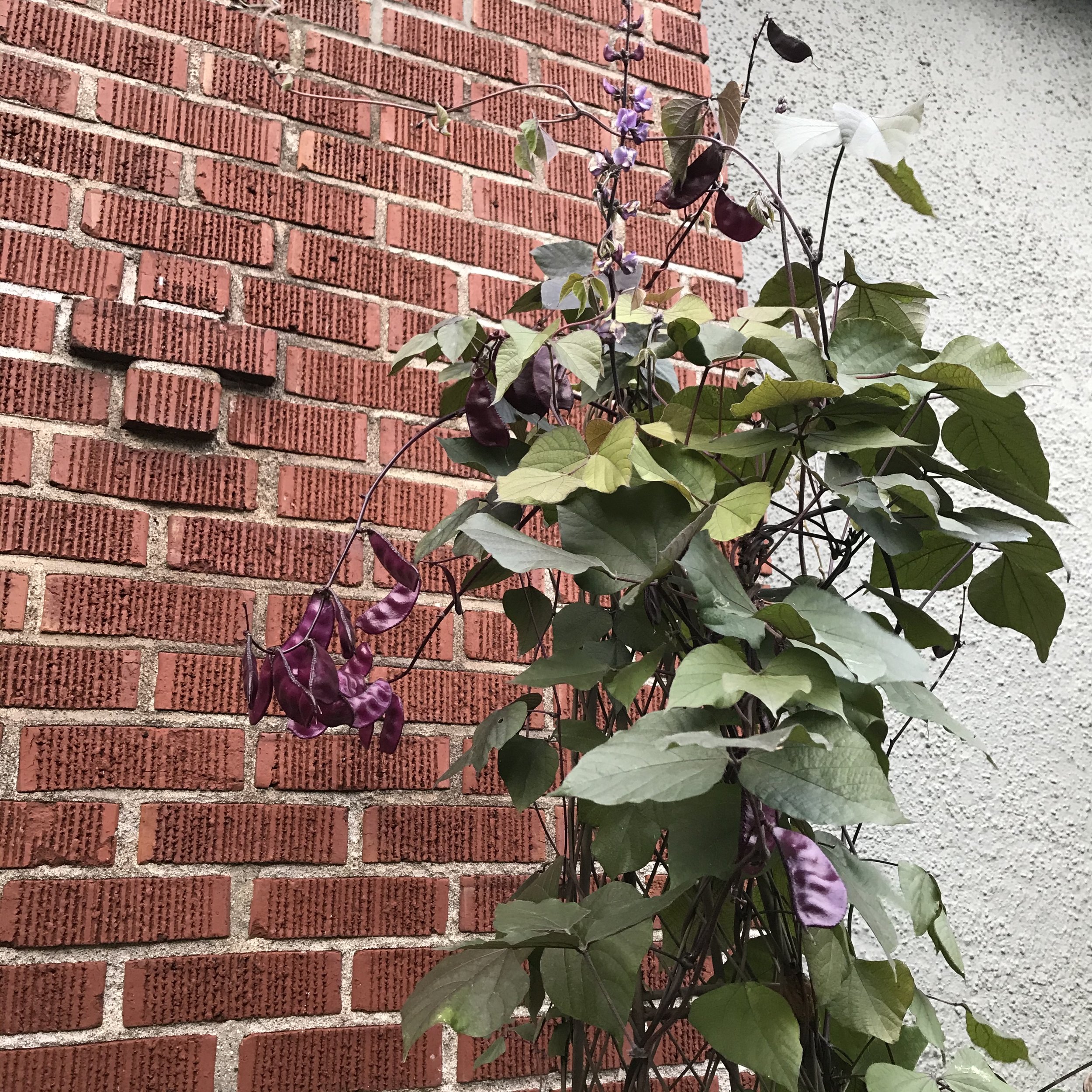 IMG_9891.jpeg
