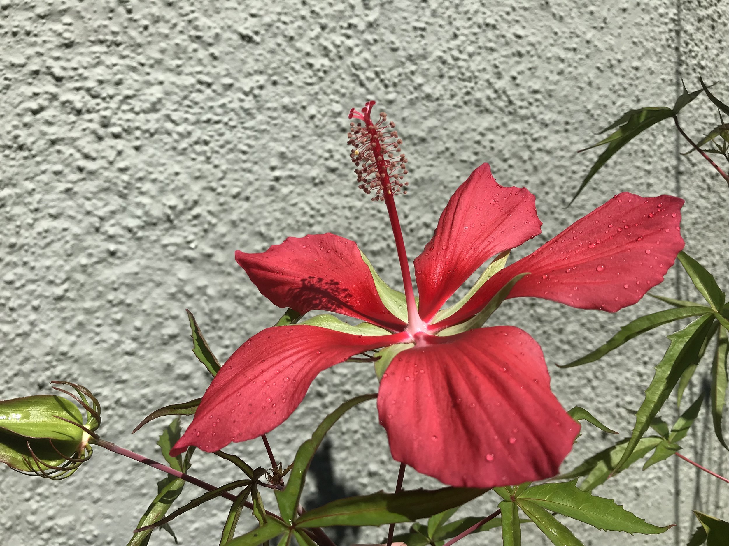IMG_7429.jpeg