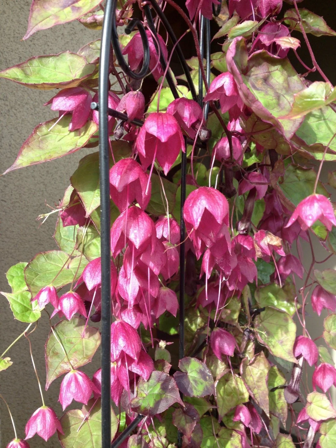 Rhodochiton atrosanguineusPurple Bell Vine Seeds  Spiffy Seeds