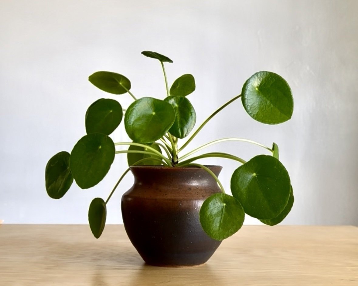 Plant.jpg