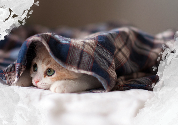 Junges-Kätzchen-unter-Decke