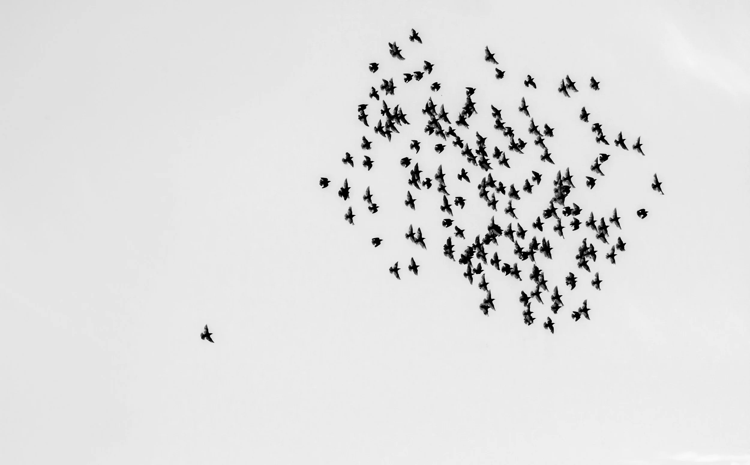 birds-swarm-flock-of-birds-sky-22ab94bb15bc99bc7a38565da8a967ab.jpg