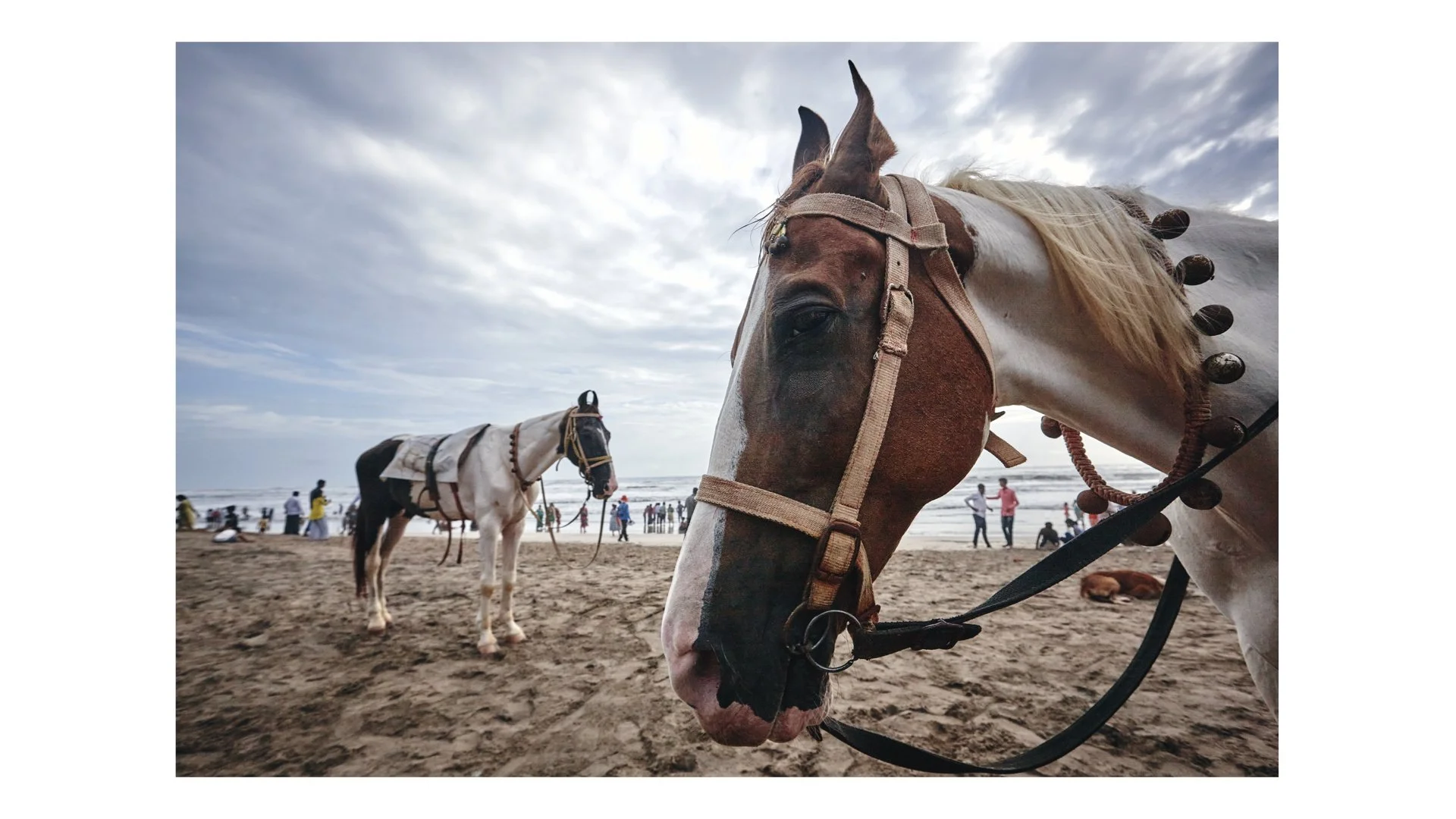 A HORSE STORY.010.jpeg