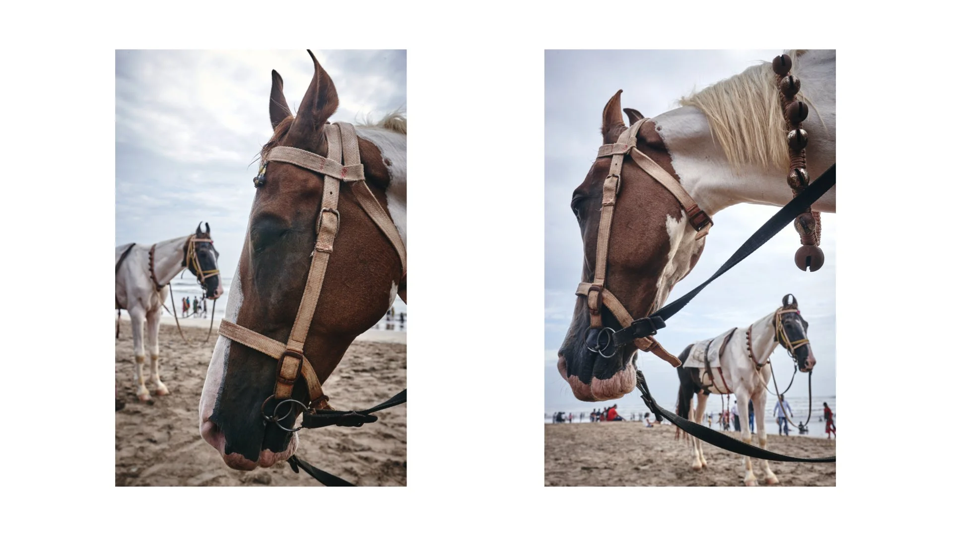 A HORSE STORY.009.jpeg