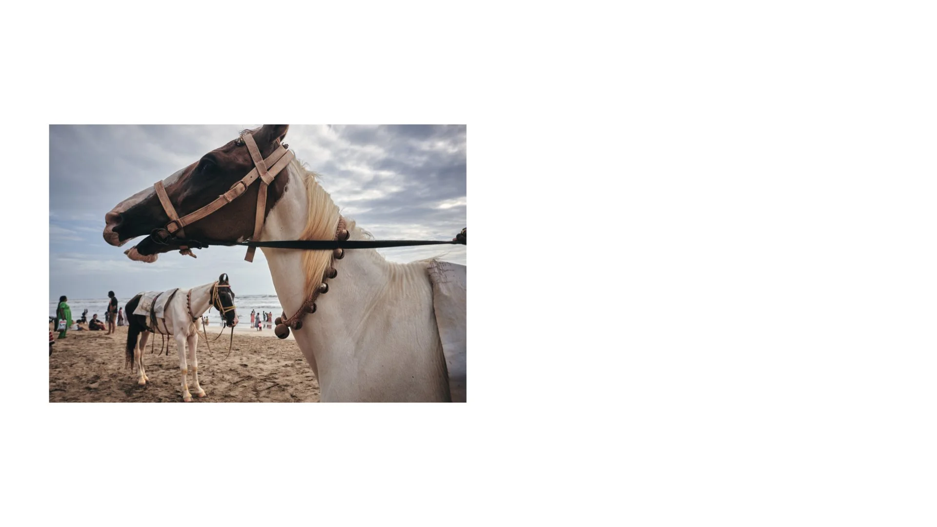 A HORSE STORY.005.jpeg