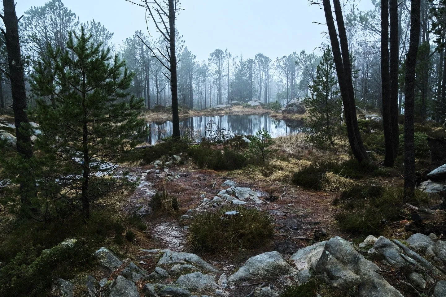 La magie des for&ecirc;ts en Norv&egrave;ge 🌲☁️

Besoin d&rsquo;images ? Contactez-moi en DM ou &agrave; contact.louisekowalski@gmail.com
&bull;
&bull;
&bull;
&bull;
#lyon #photographe #norway #destinationphotographer