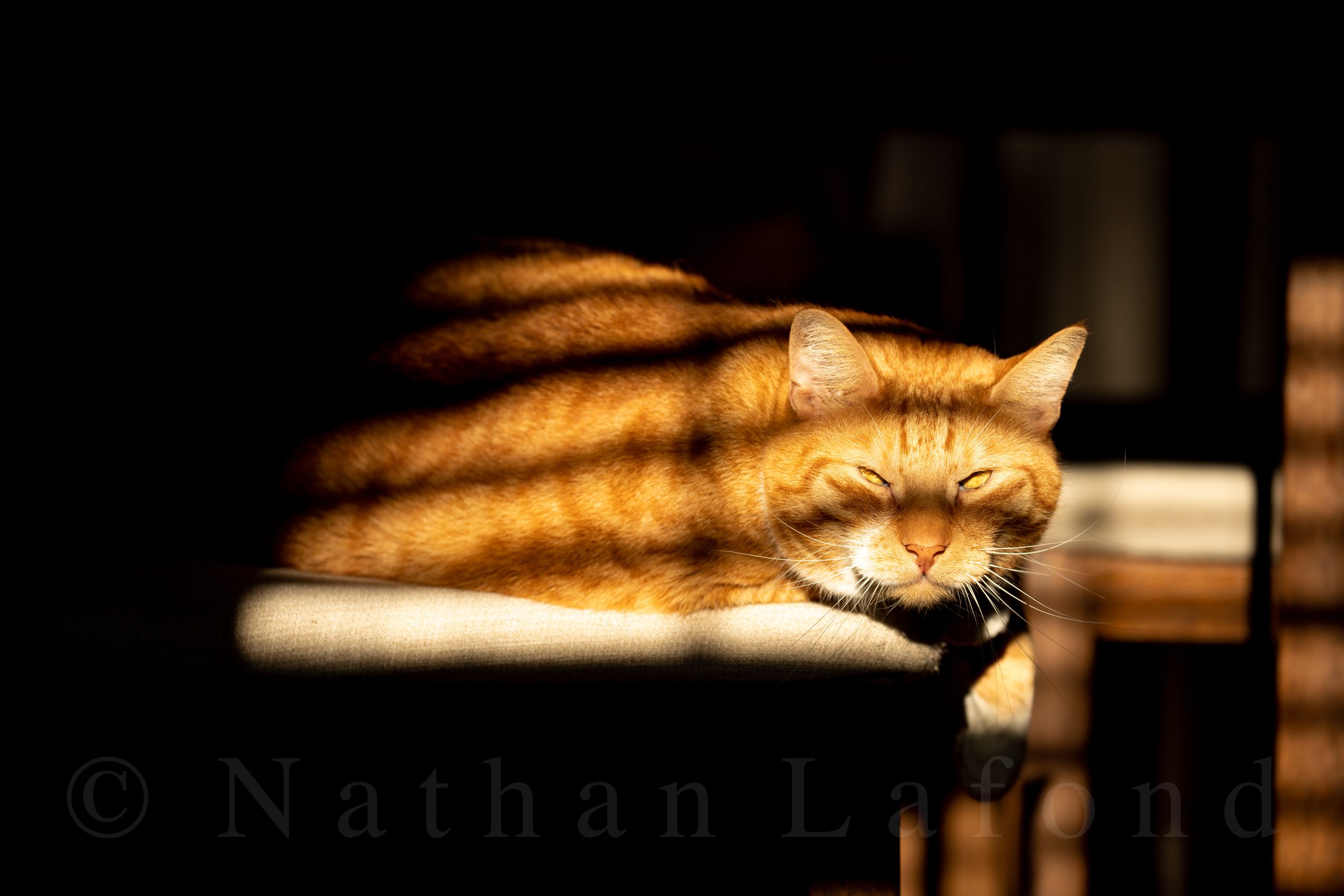 Animals — Nathan Lafond Photography