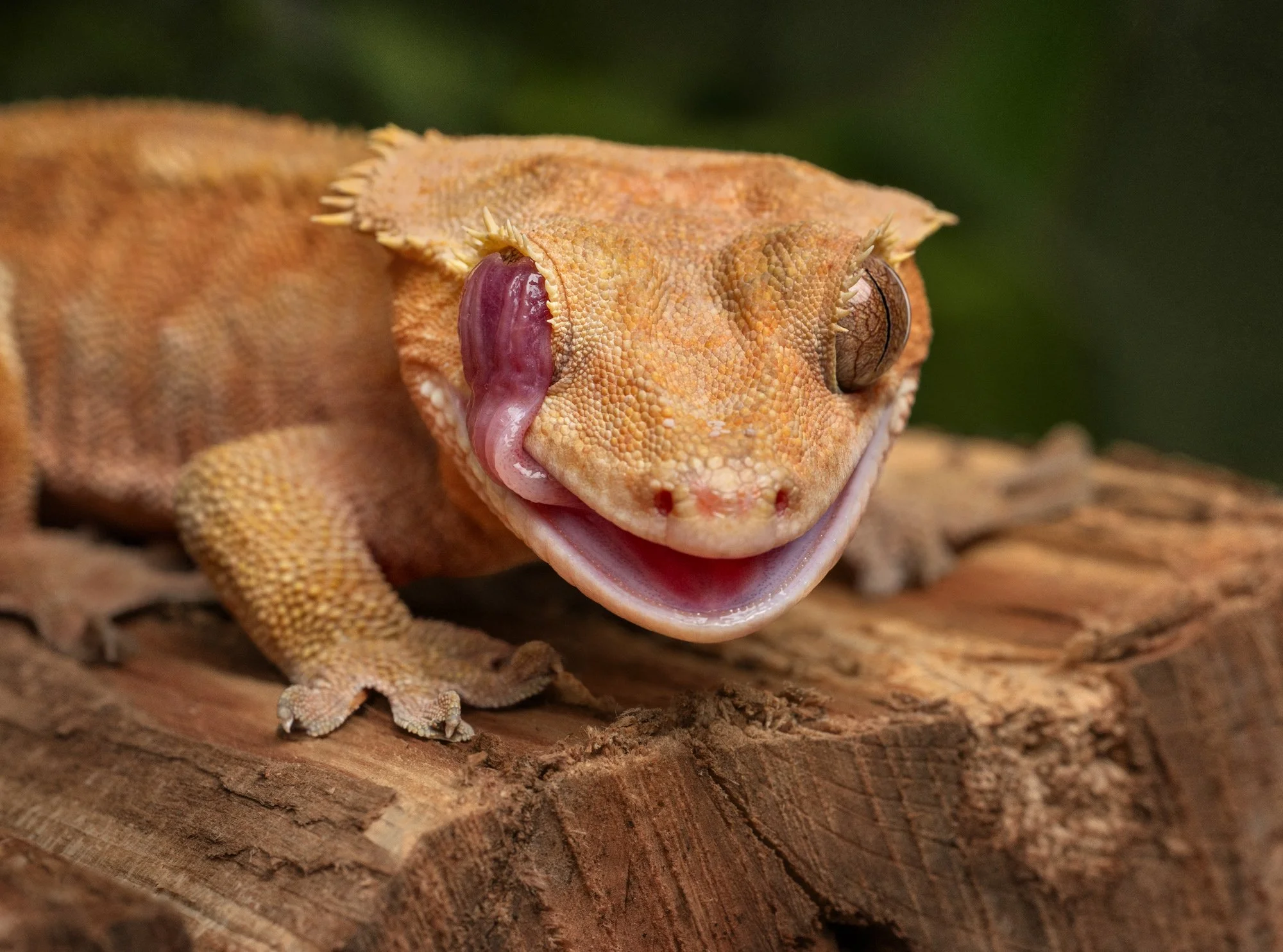 Nika Kuplenk Photoart - Kace in geckoti-17.jpg