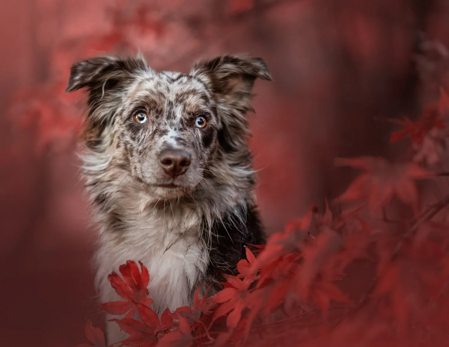 Nika Kuplenk Photography.jpg