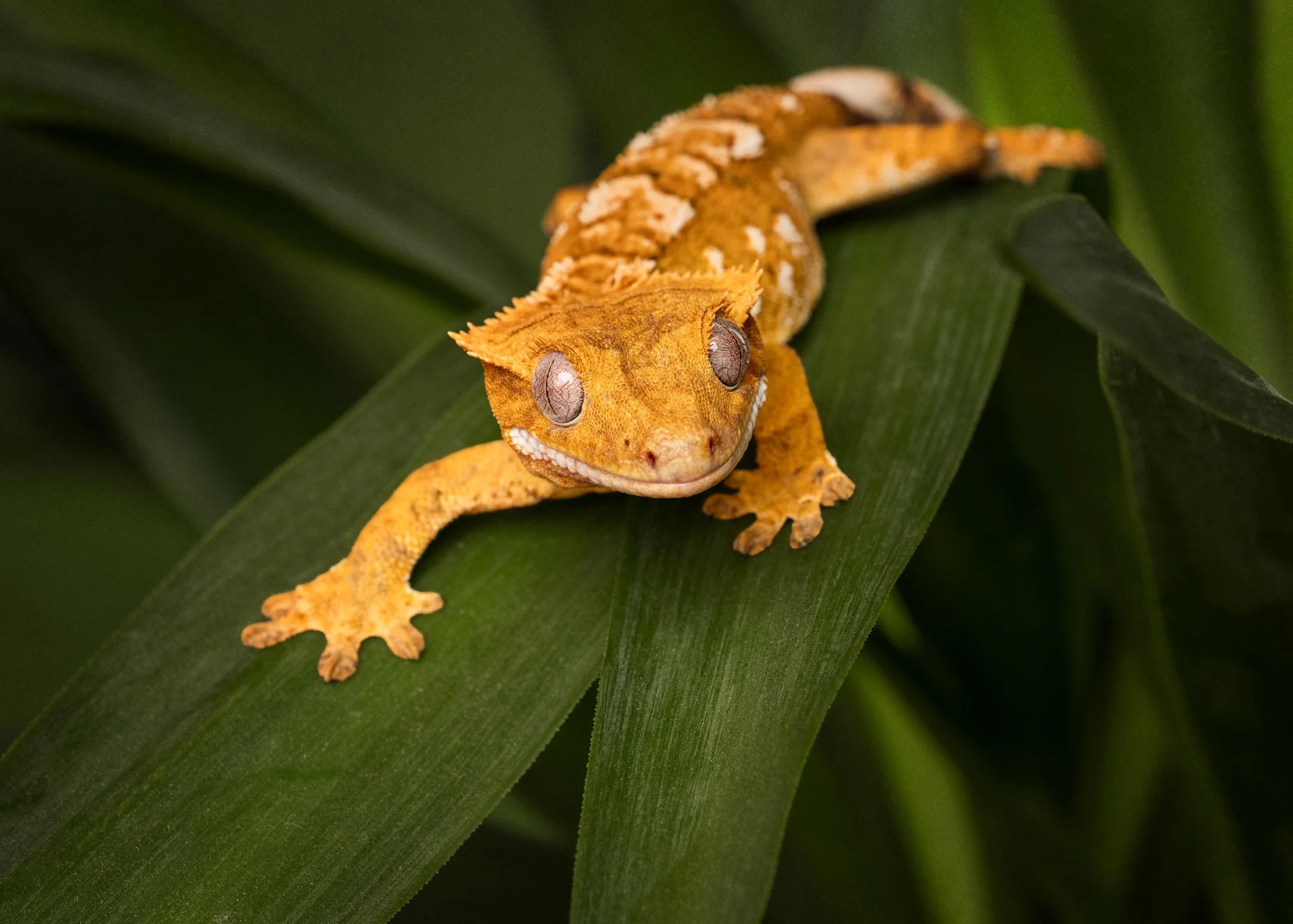 Nika Kuplenk Photoart - Kace in geckoti-19.jpg