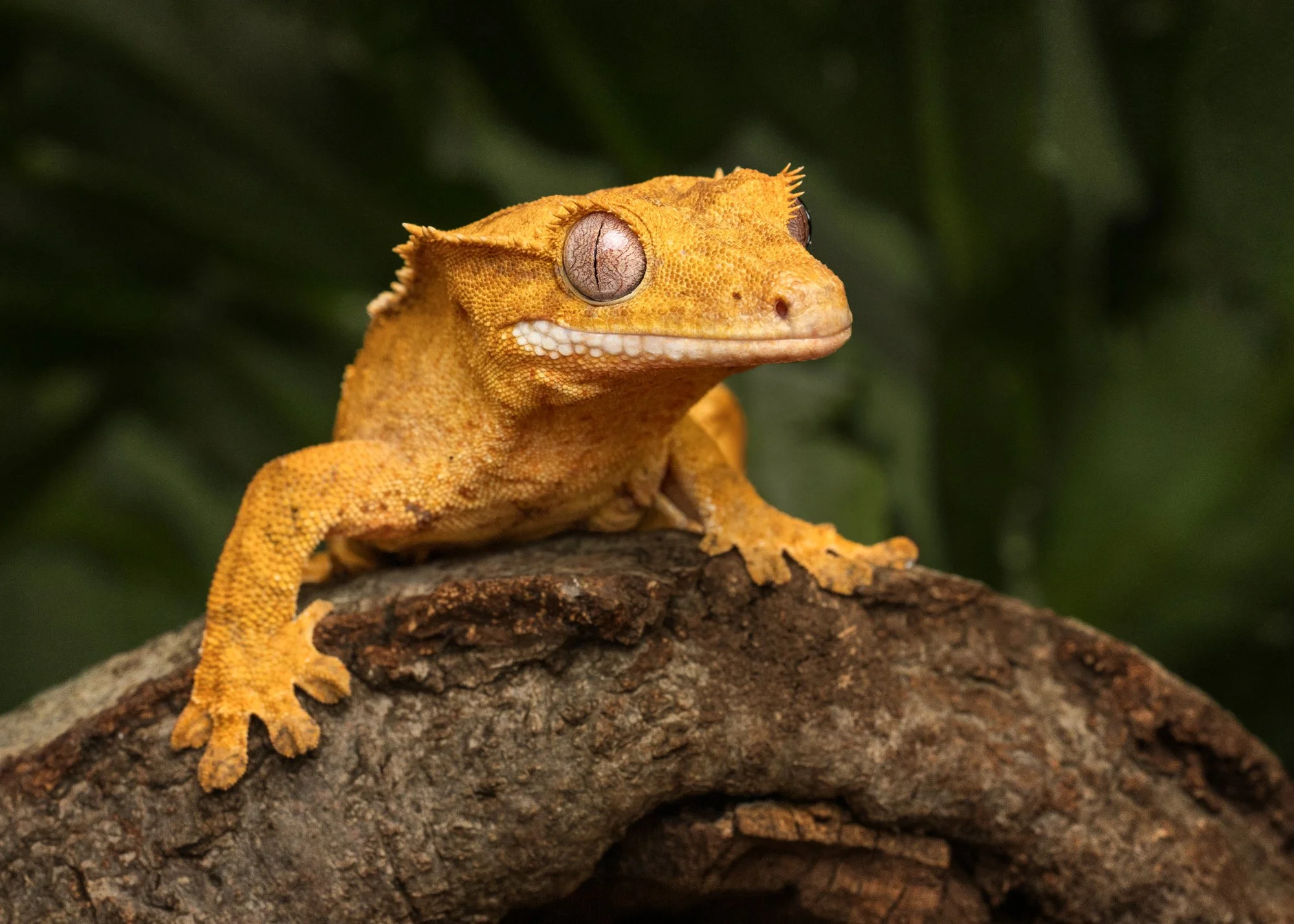 Nika Kuplenk Photoart - Kace in geckoti-18.jpg