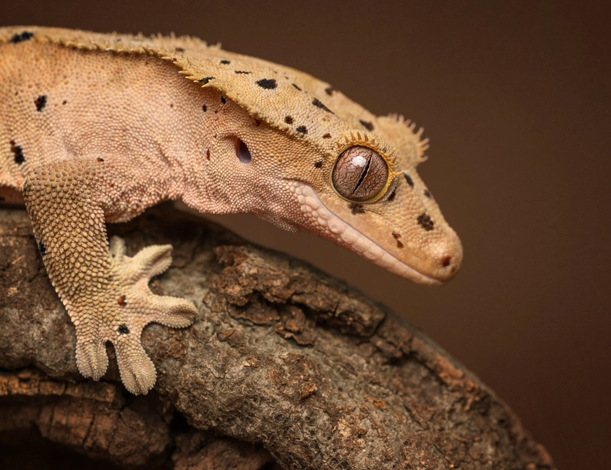 Nika Kuplenk Photoart - Kace in geckoti-11.jpg