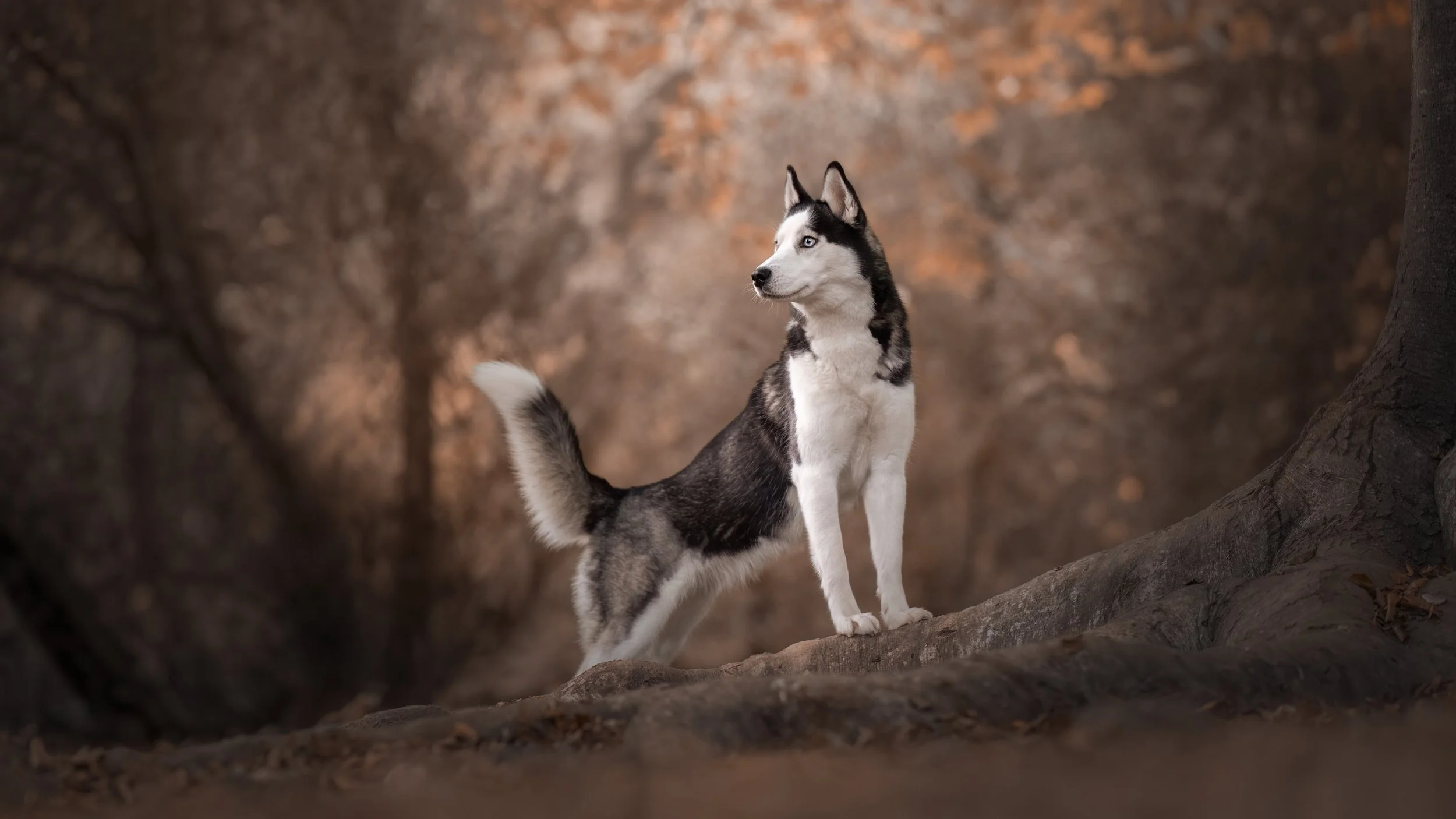 Nika Kuplenk Photography - najboljši pasji fotograf.jpg