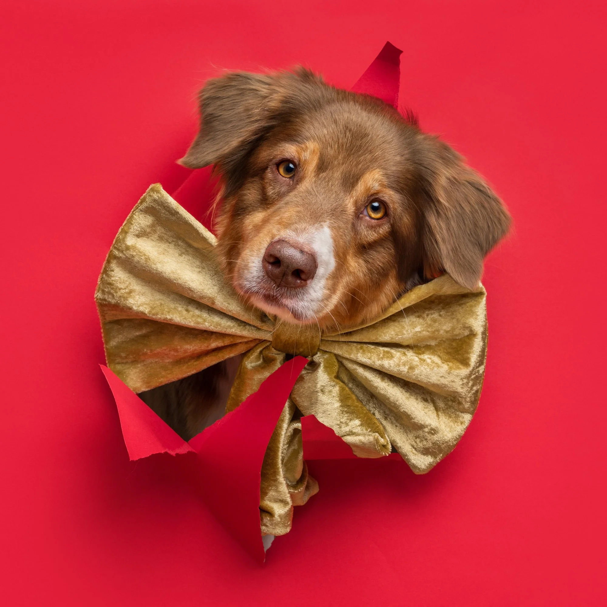 Nika Kuplenk Photoart - Najlepše fotografije-33.jpg