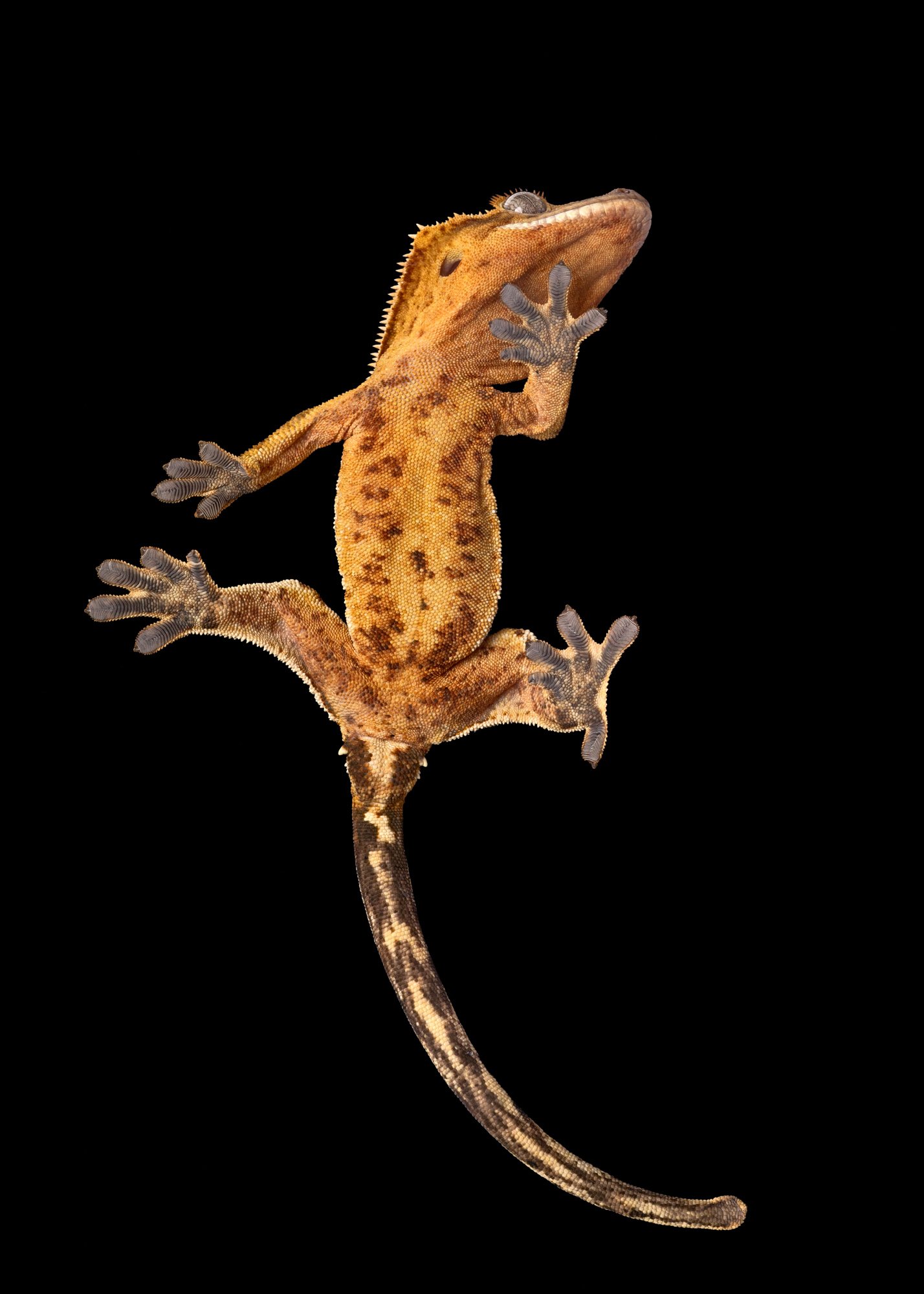 Nika Kuplenk Photoart - Kace in geckoti-23.jpg