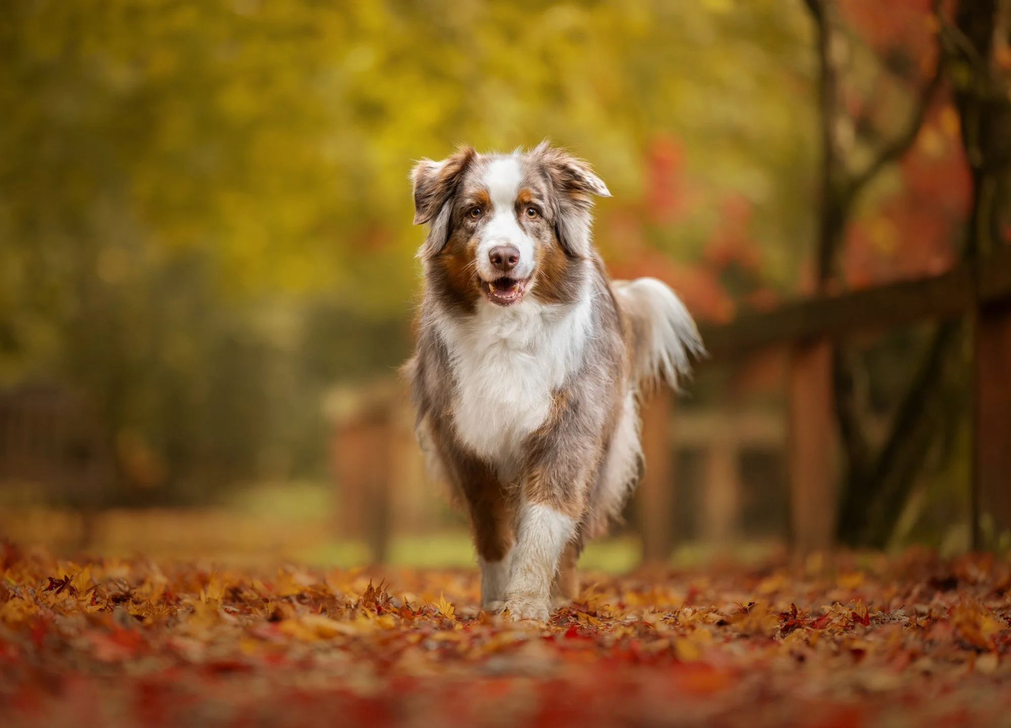 Nika_photo_foto_arboretum_volcji_potok_pes_jesen-9.jpg