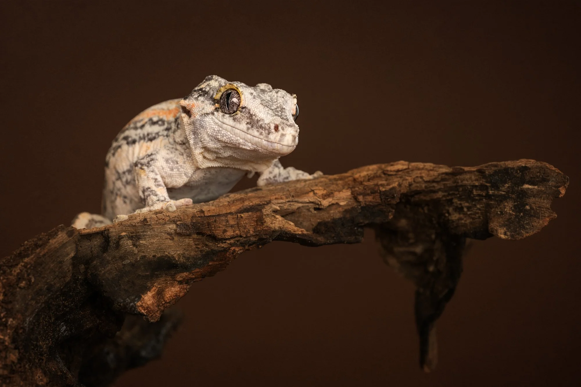 Nika Kuplenk Photoart - Kace in geckoti-8.jpg