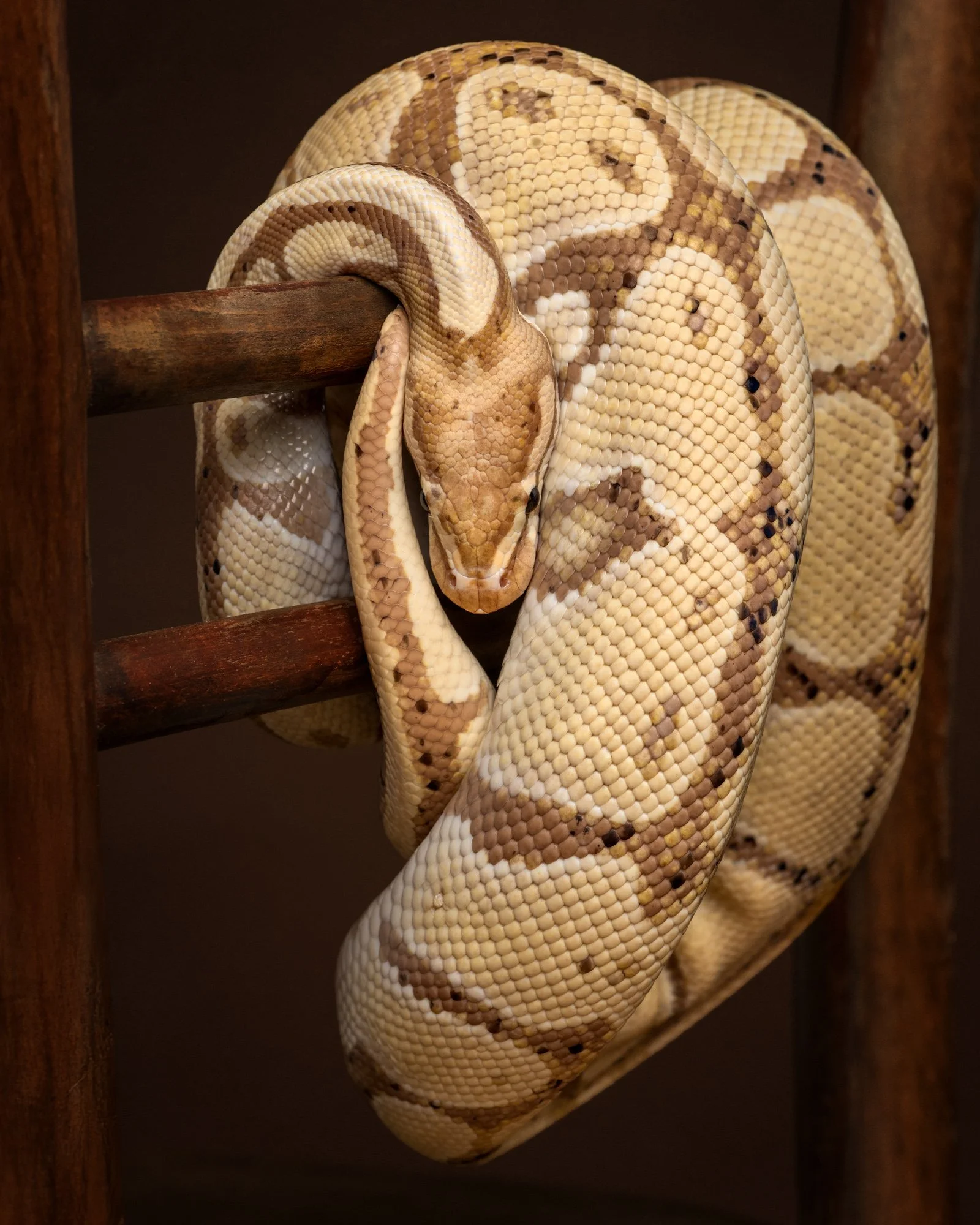 Nika Kuplenk Photoart - Kace in geckoti-4.jpg