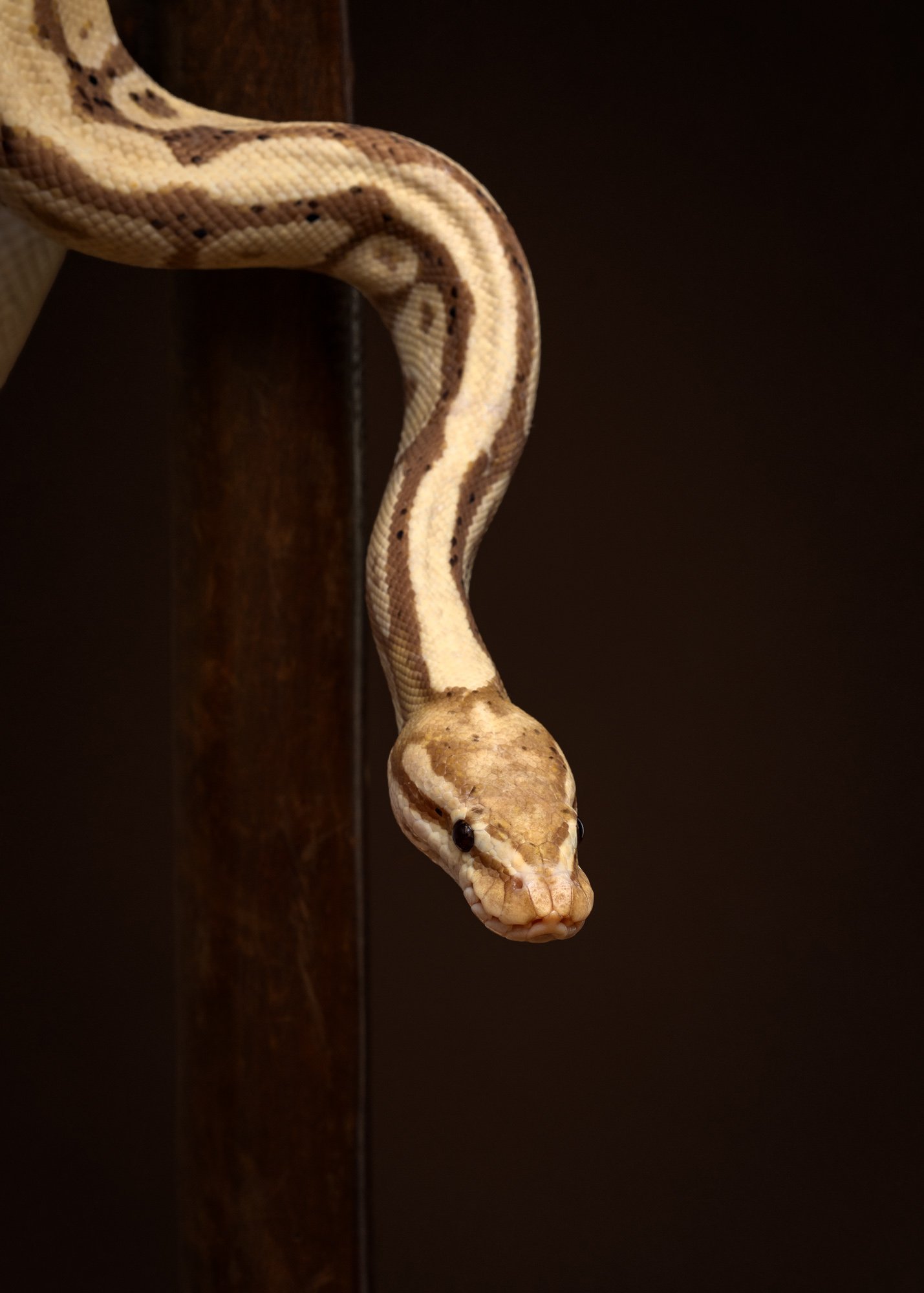 Nika Kuplenk Photoart - Kace in geckoti-1.jpg
