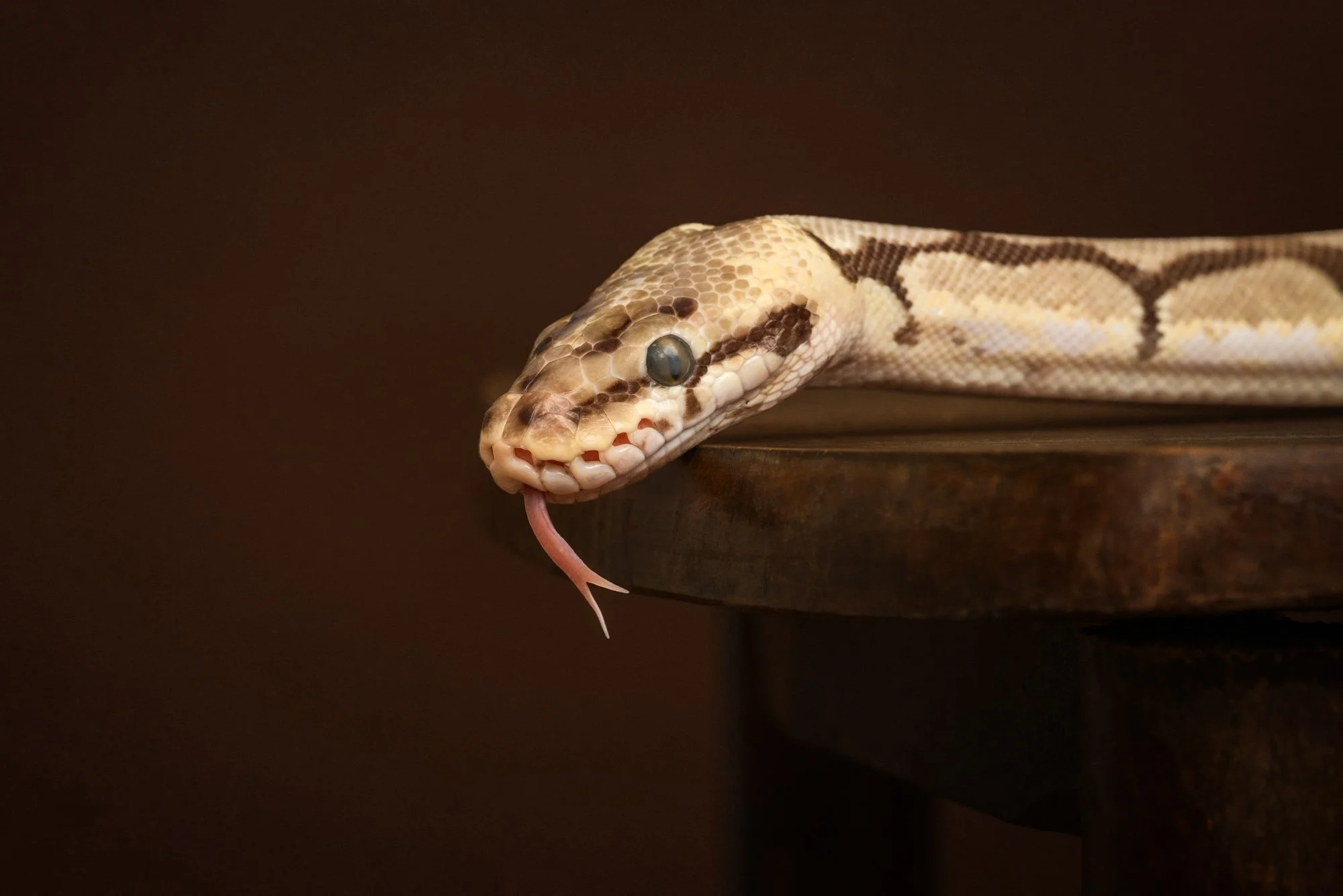 Nika Kuplenk Photoart - Kace in geckoti-7.jpg