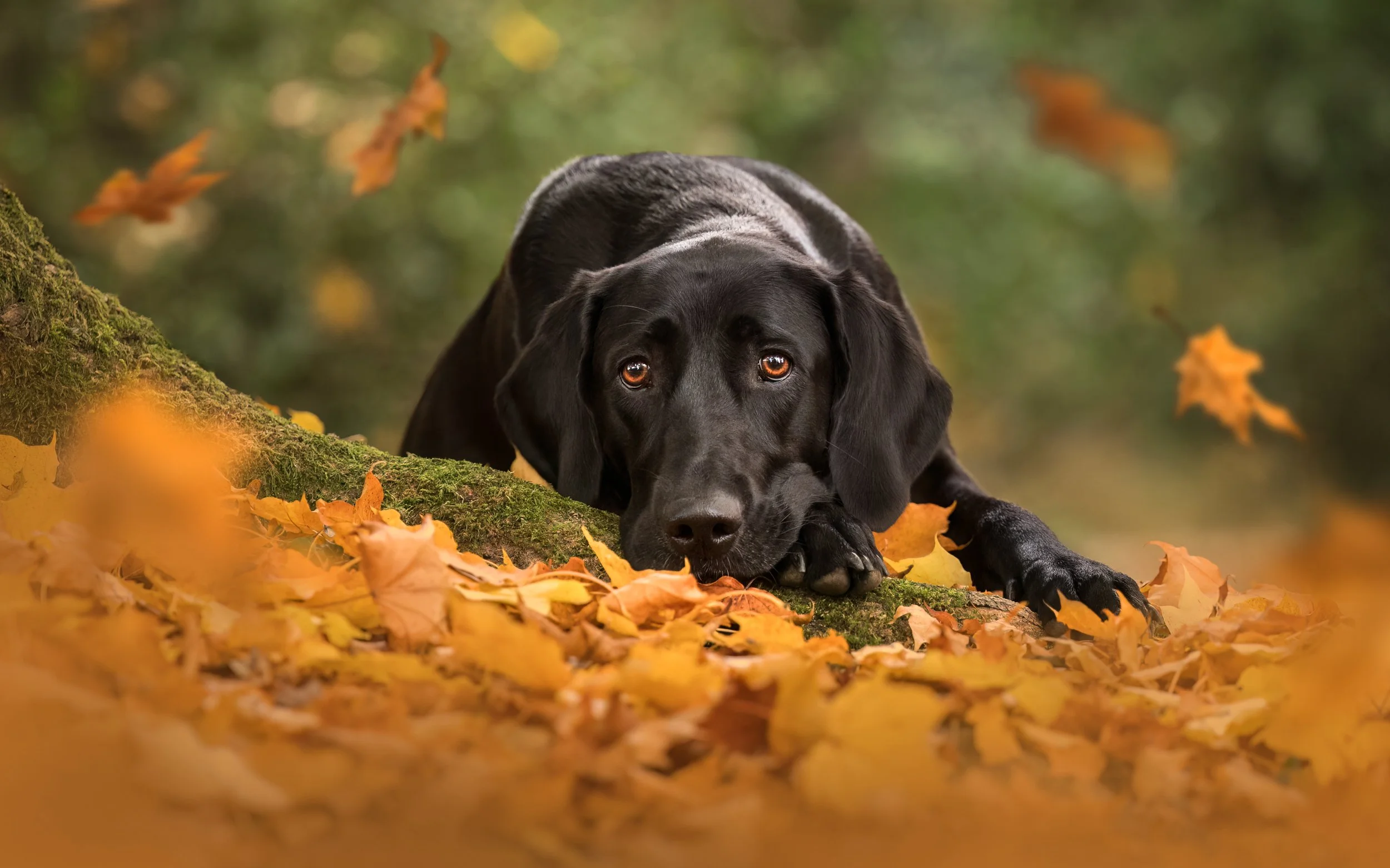 Nika Kuplenk Photography - najlepše fotografije psov.jpg