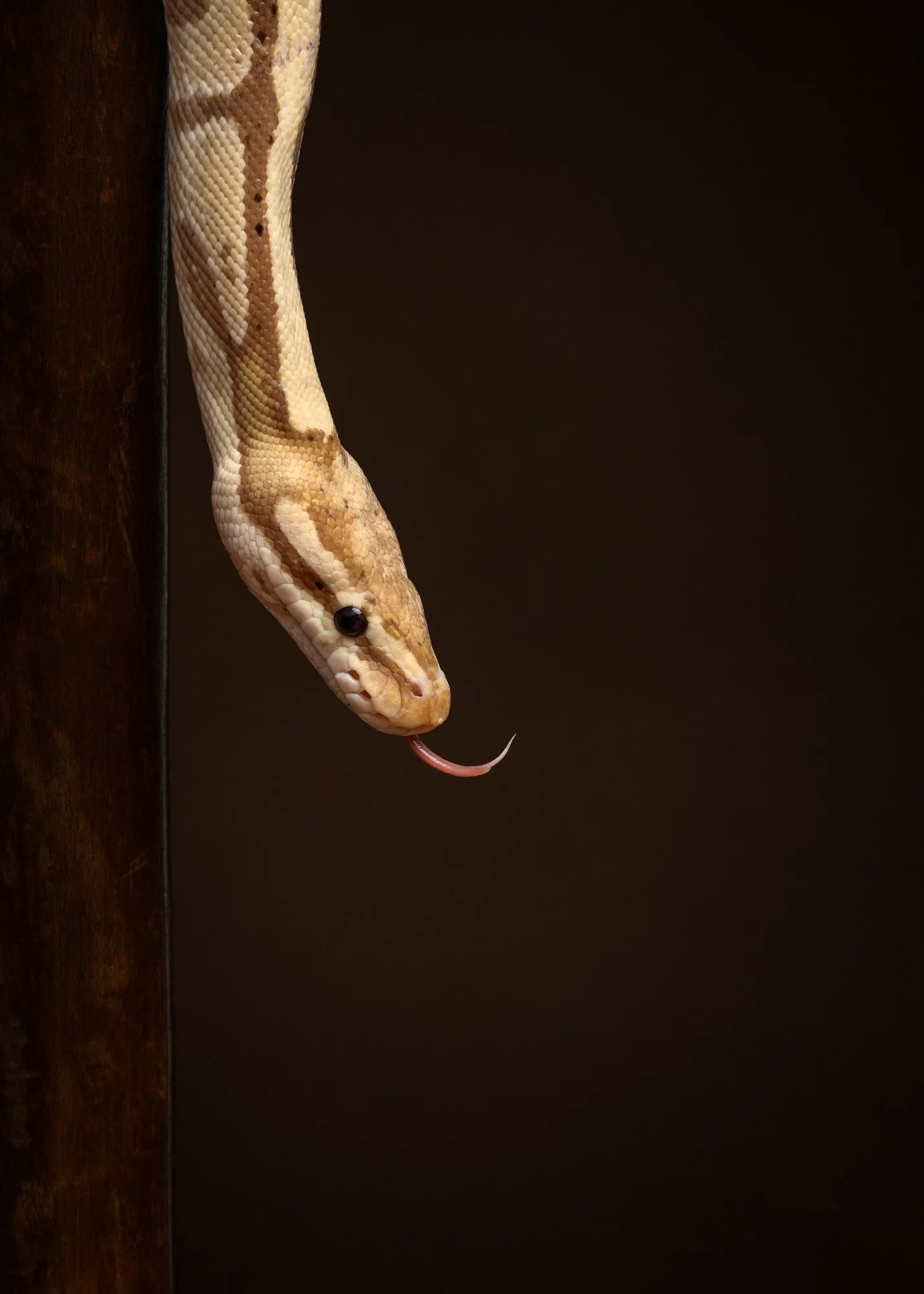 Nika Kuplenk Photoart - Kace in geckoti-2.jpg