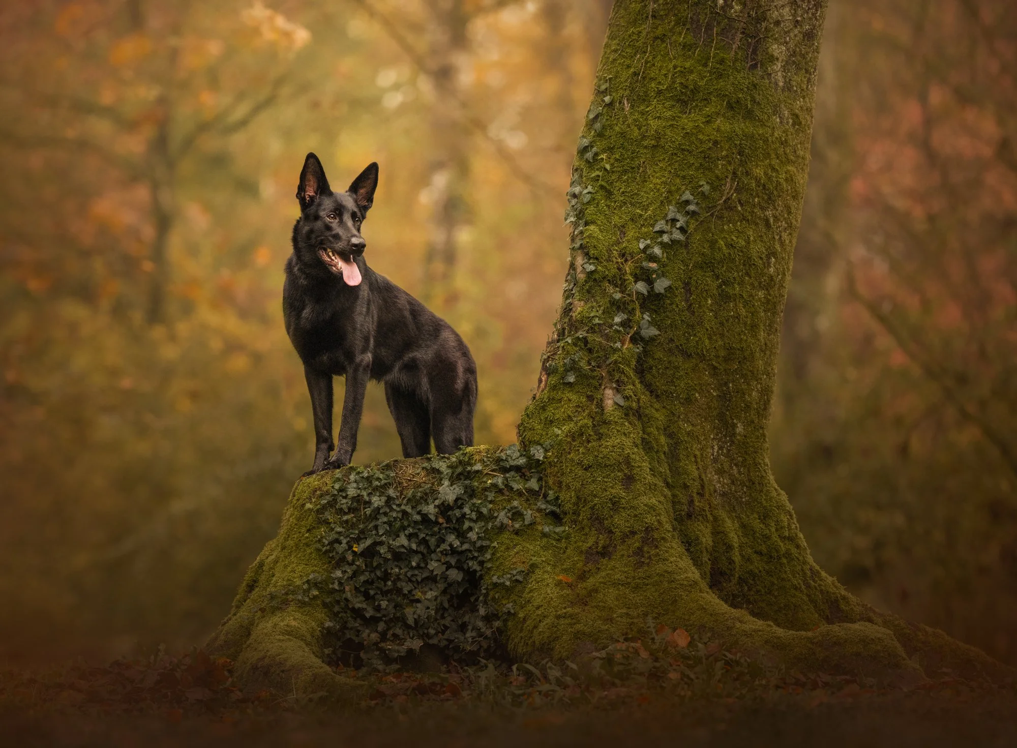 Nika_photo_foto_arboretum_volcji_potok_pes_jesen-5.jpg
