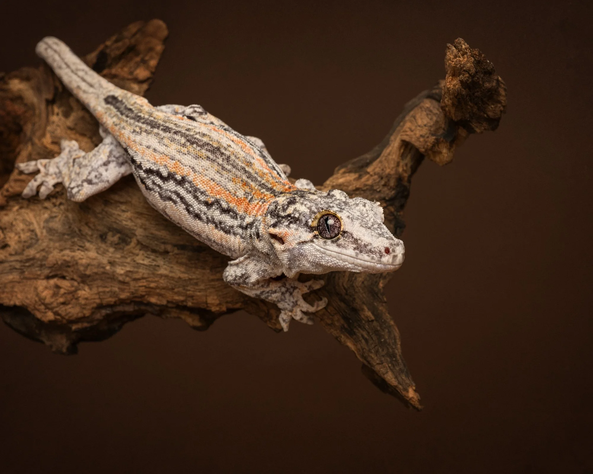 Nika Kuplenk Photoart - Kace in geckoti-10.jpg