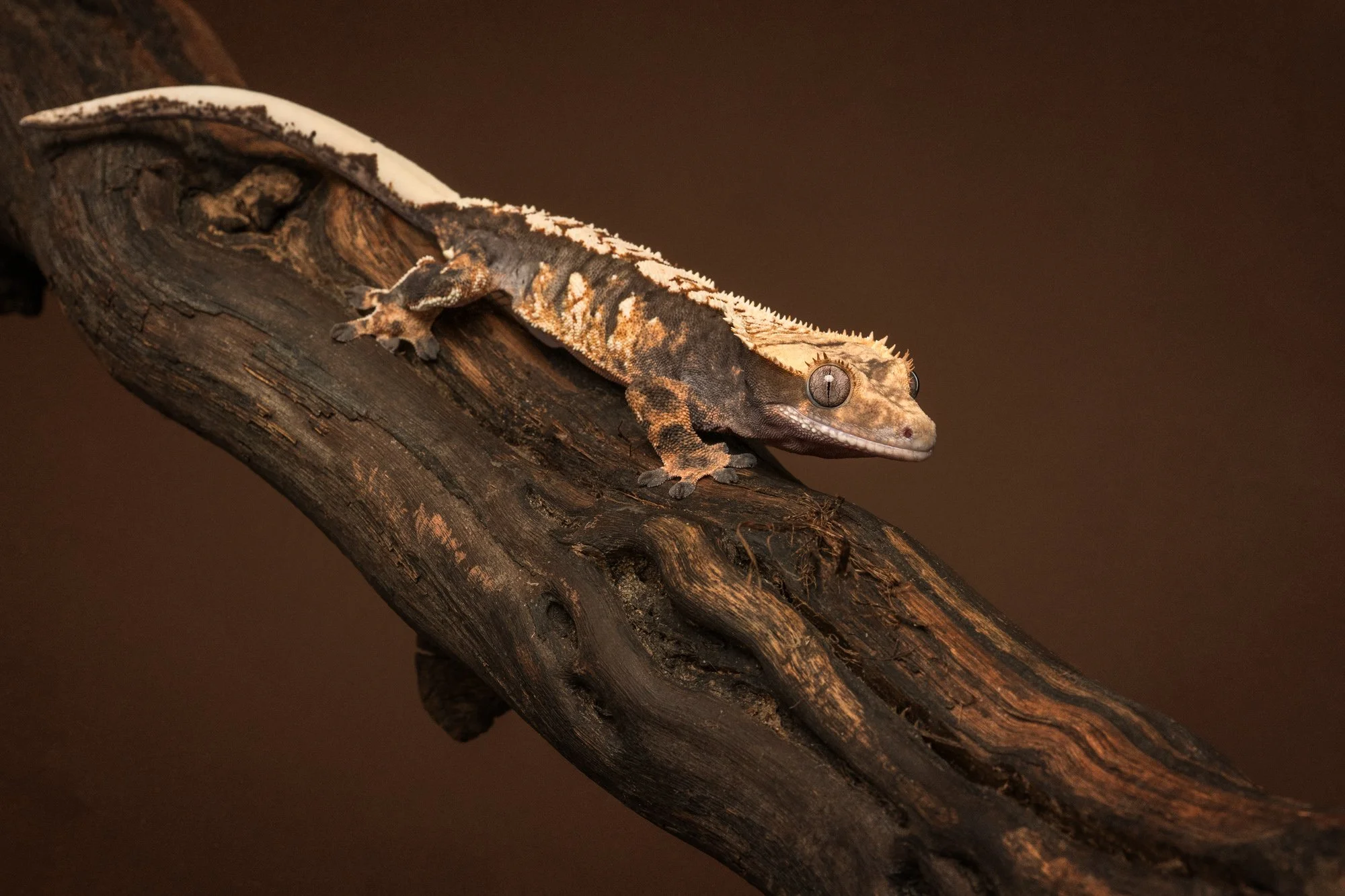 Nika Kuplenk Photoart - Kace in geckoti-13.jpg