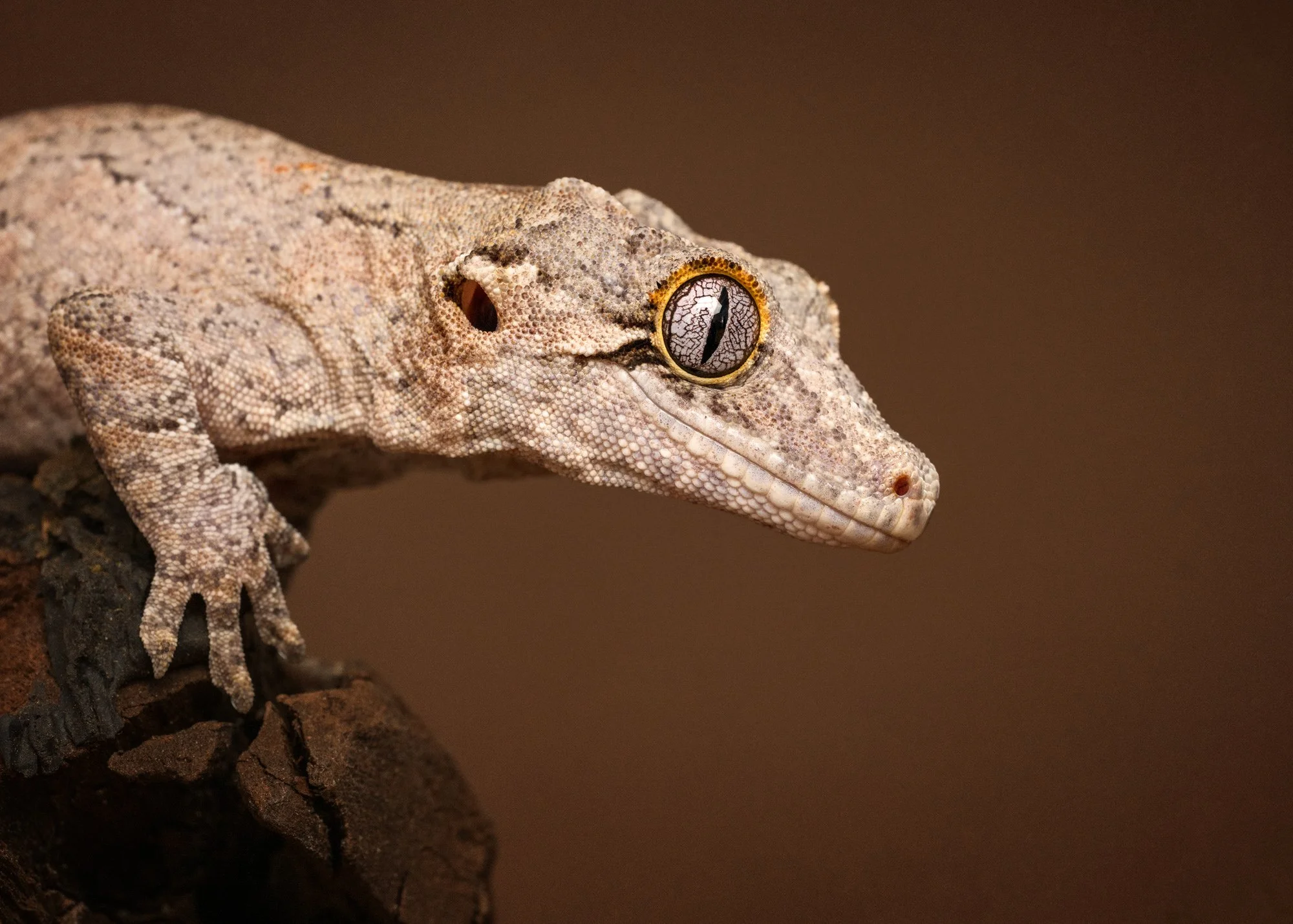 Nika Kuplenk Photoart - Kace in geckoti-21.jpg