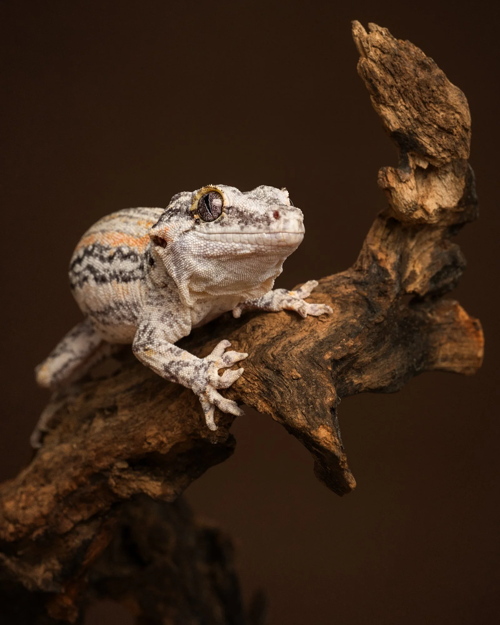 Nika Kuplenk Photoart - Kace in geckoti-9.jpg