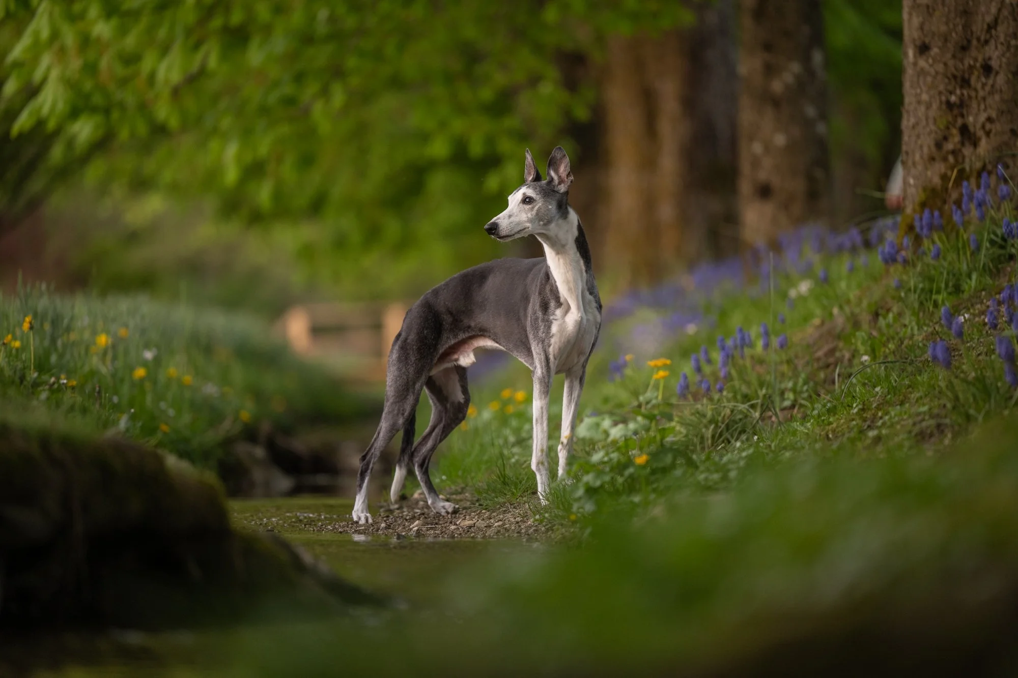 NKP spomladanske-2.jpg