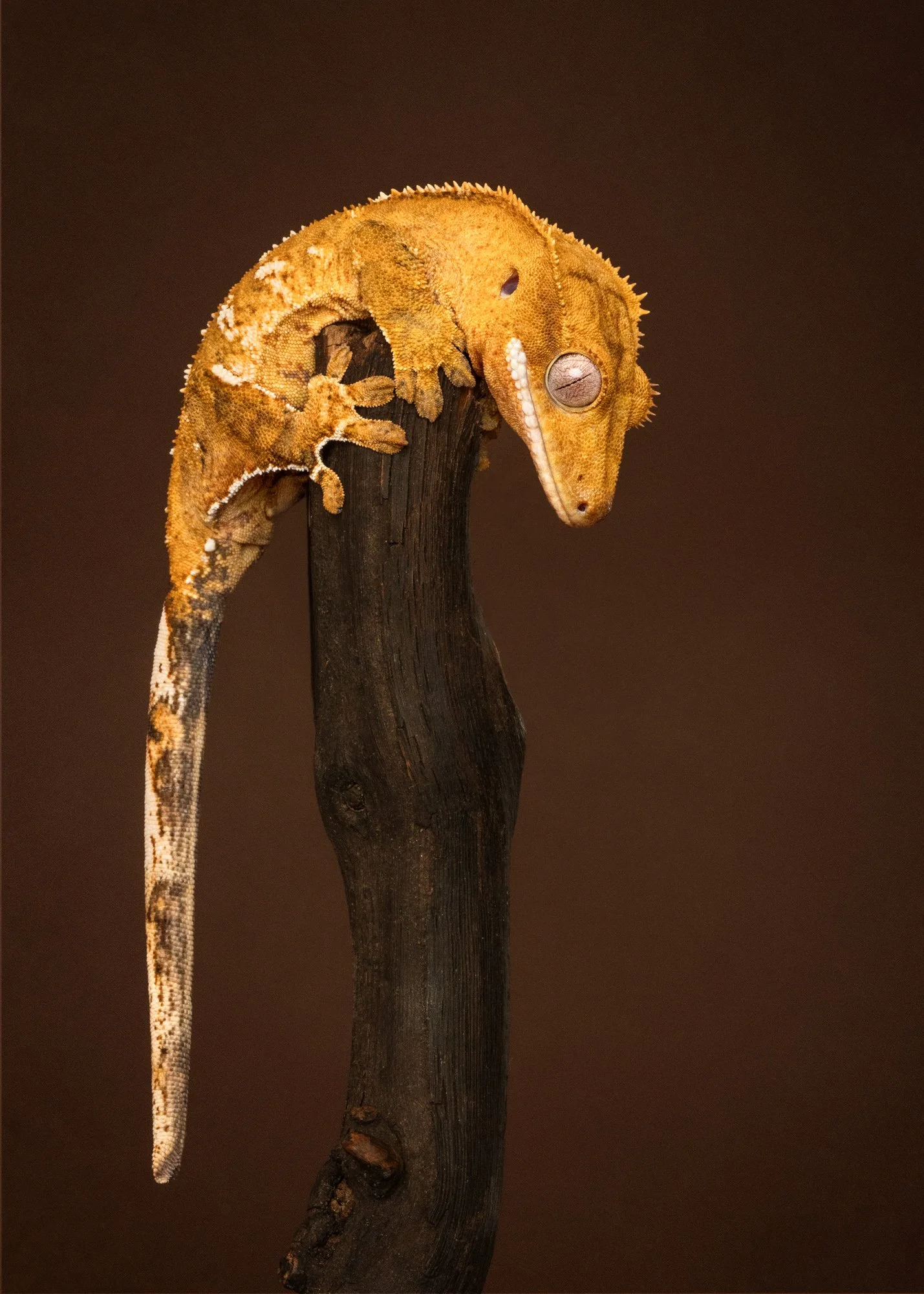 Nika Kuplenk Photoart - Kace in geckoti-20.jpg