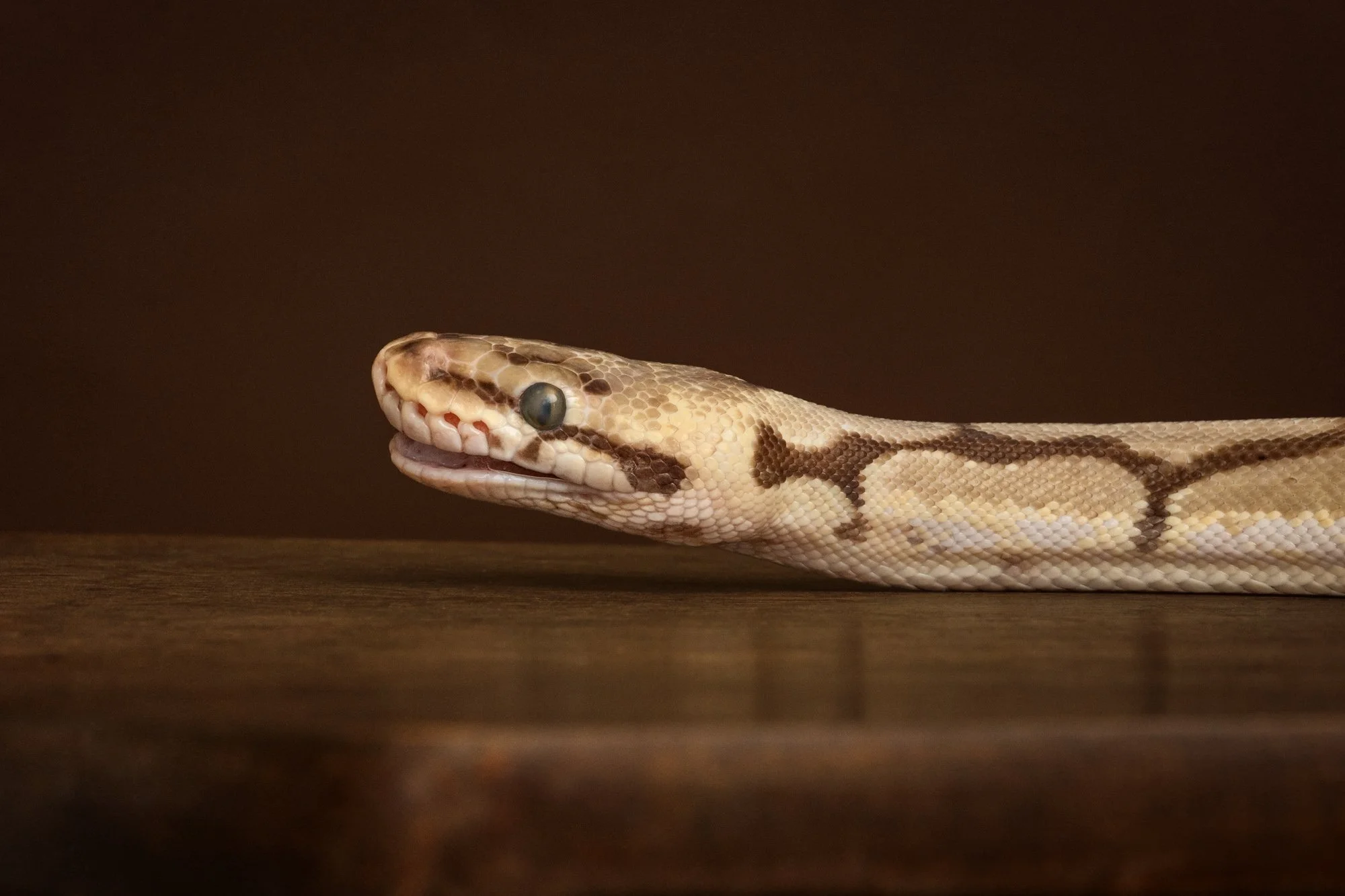 Nika Kuplenk Photoart - Kace in geckoti-6.jpg