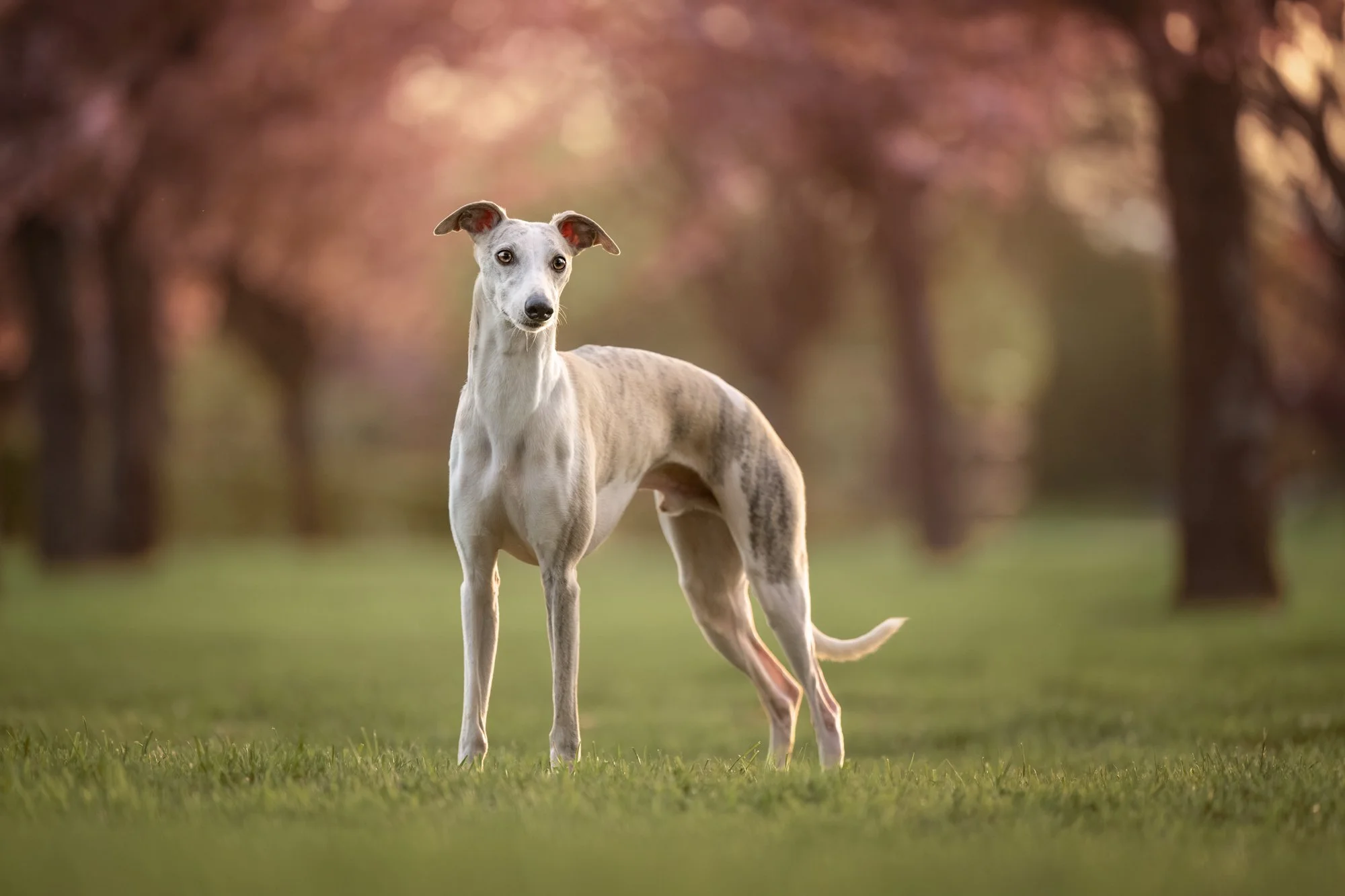 NKP spomladanske-4.jpg