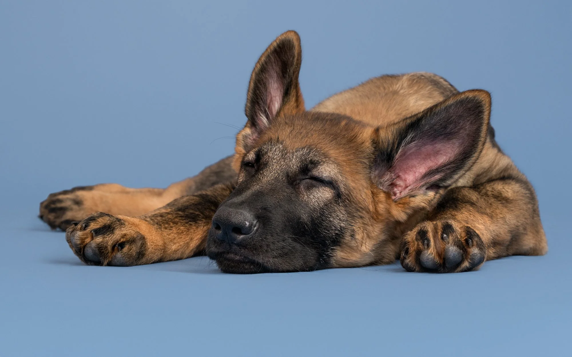 Nika Kuplenk Photography - Fine Art fotografija psa in kresničke