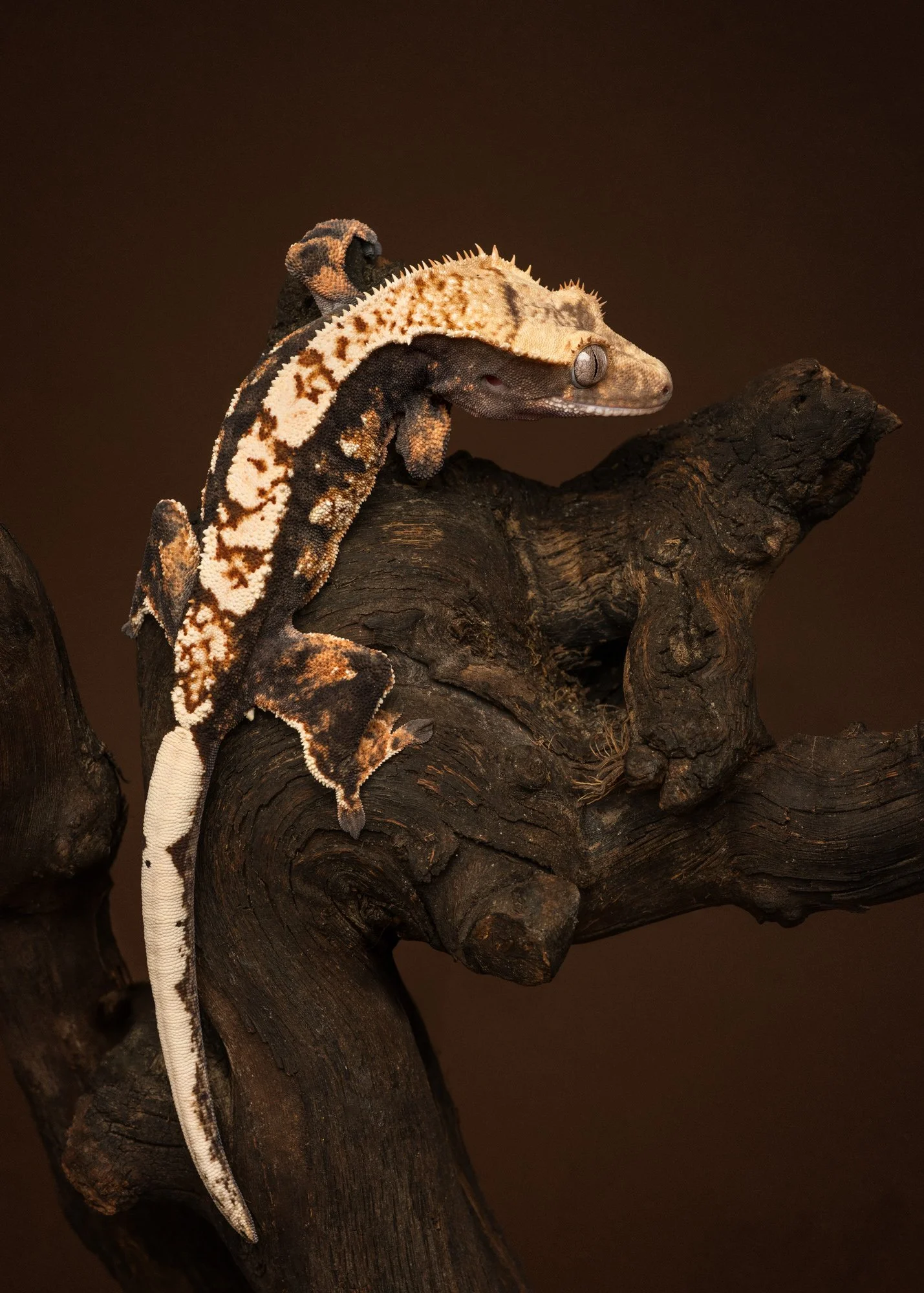 Nika Kuplenk Photoart - Kace in geckoti-15.jpg