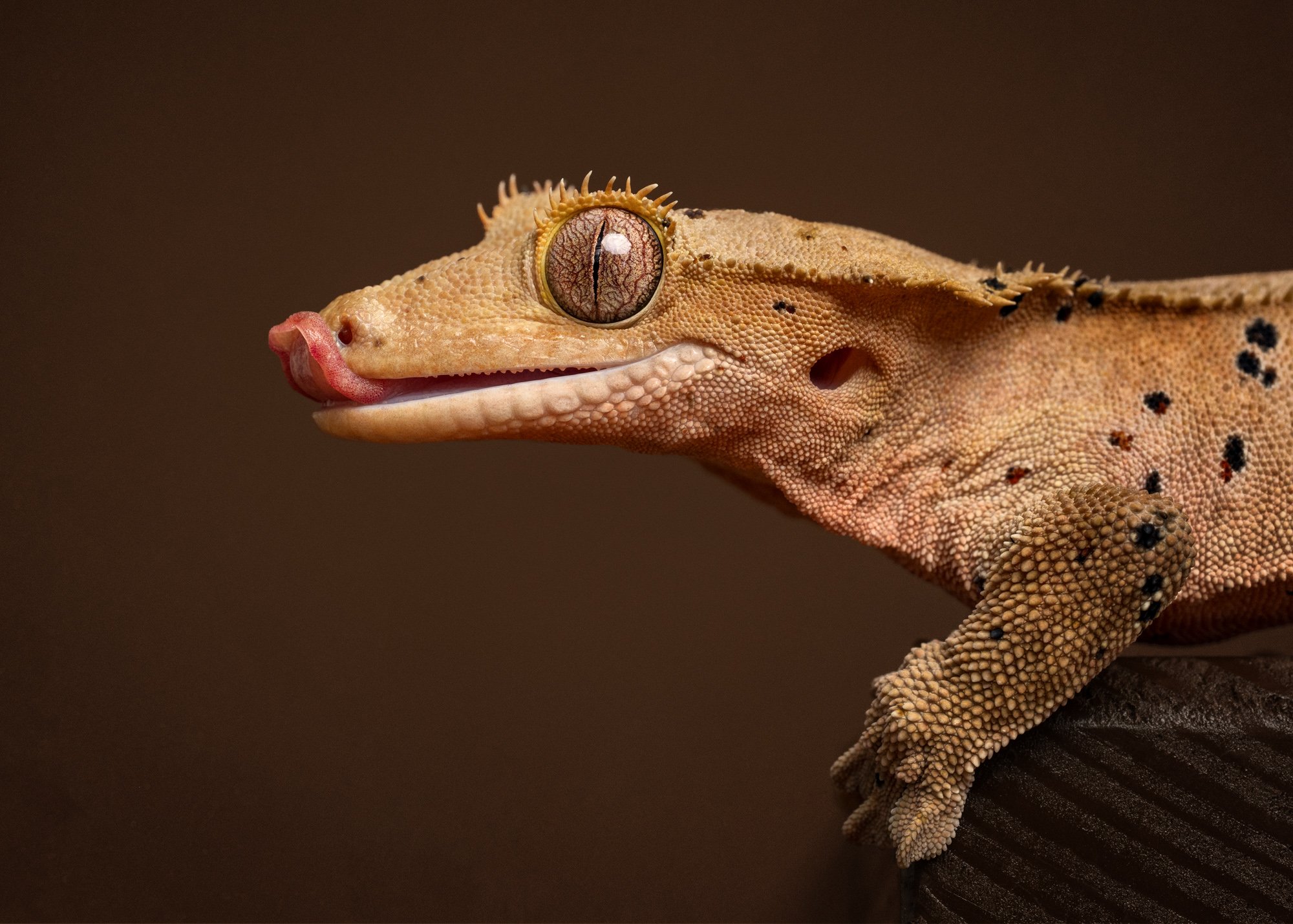 Nika Kuplenk Photoart - Kace in geckoti-12.jpg