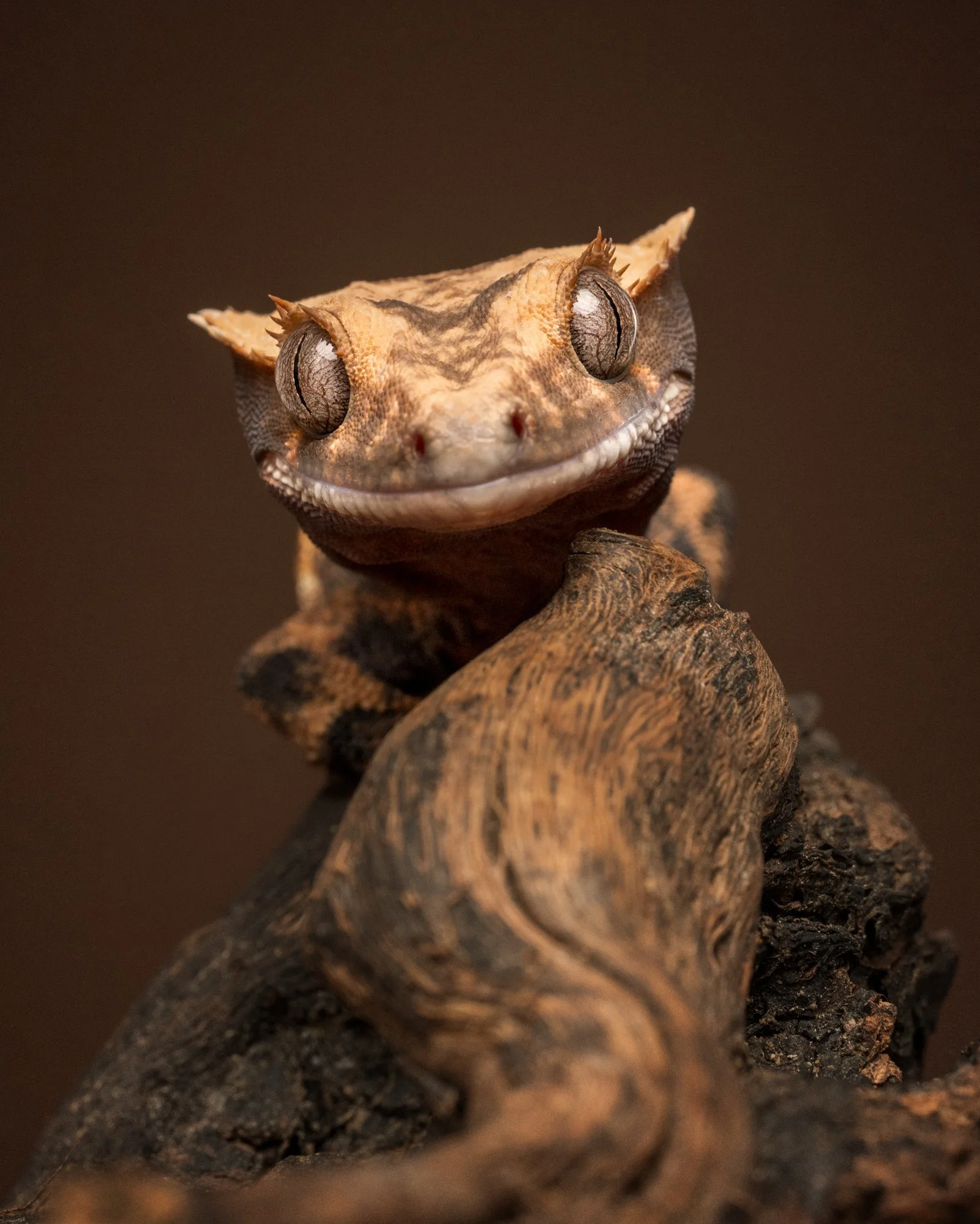 Nika Kuplenk Photoart - Kace in geckoti-14.jpg