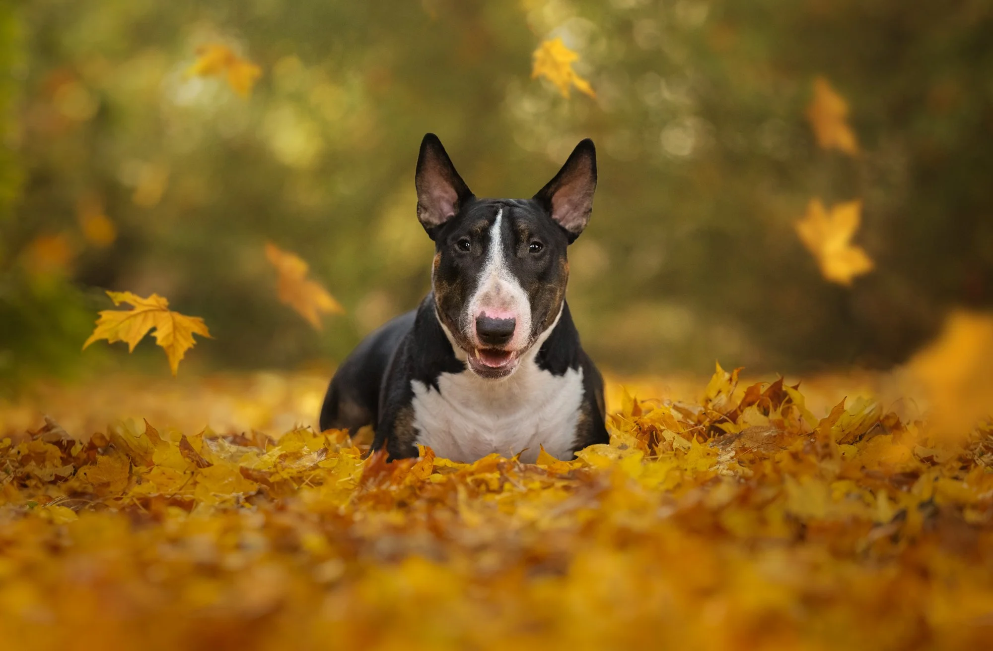 Nika_photo_foto_arboretum_volcji_potok_pes_jesen-6.jpg