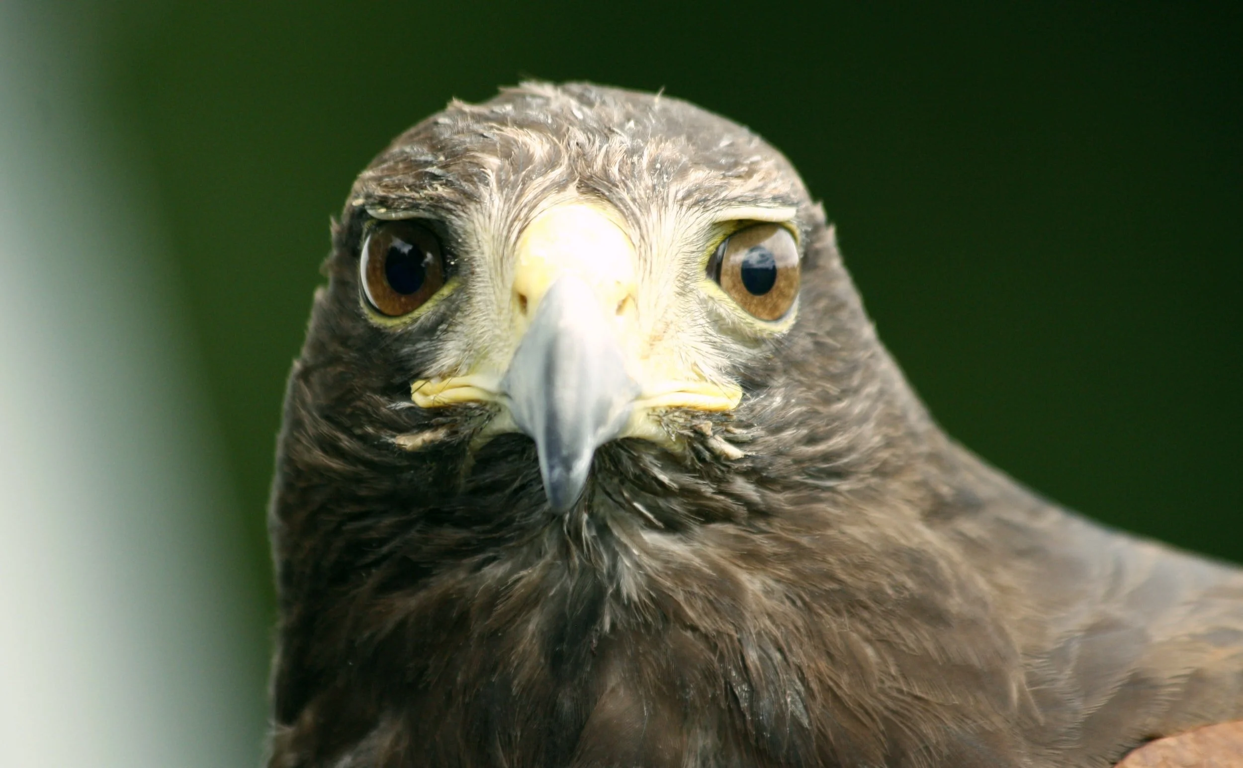 Falconry Work Shop