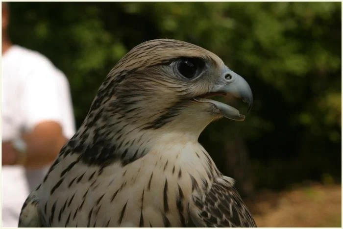 Home — North Carolina Falconers Guild