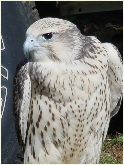 Home — North Carolina Falconers Guild