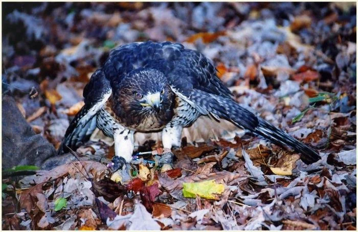 Home — North Carolina Falconers Guild