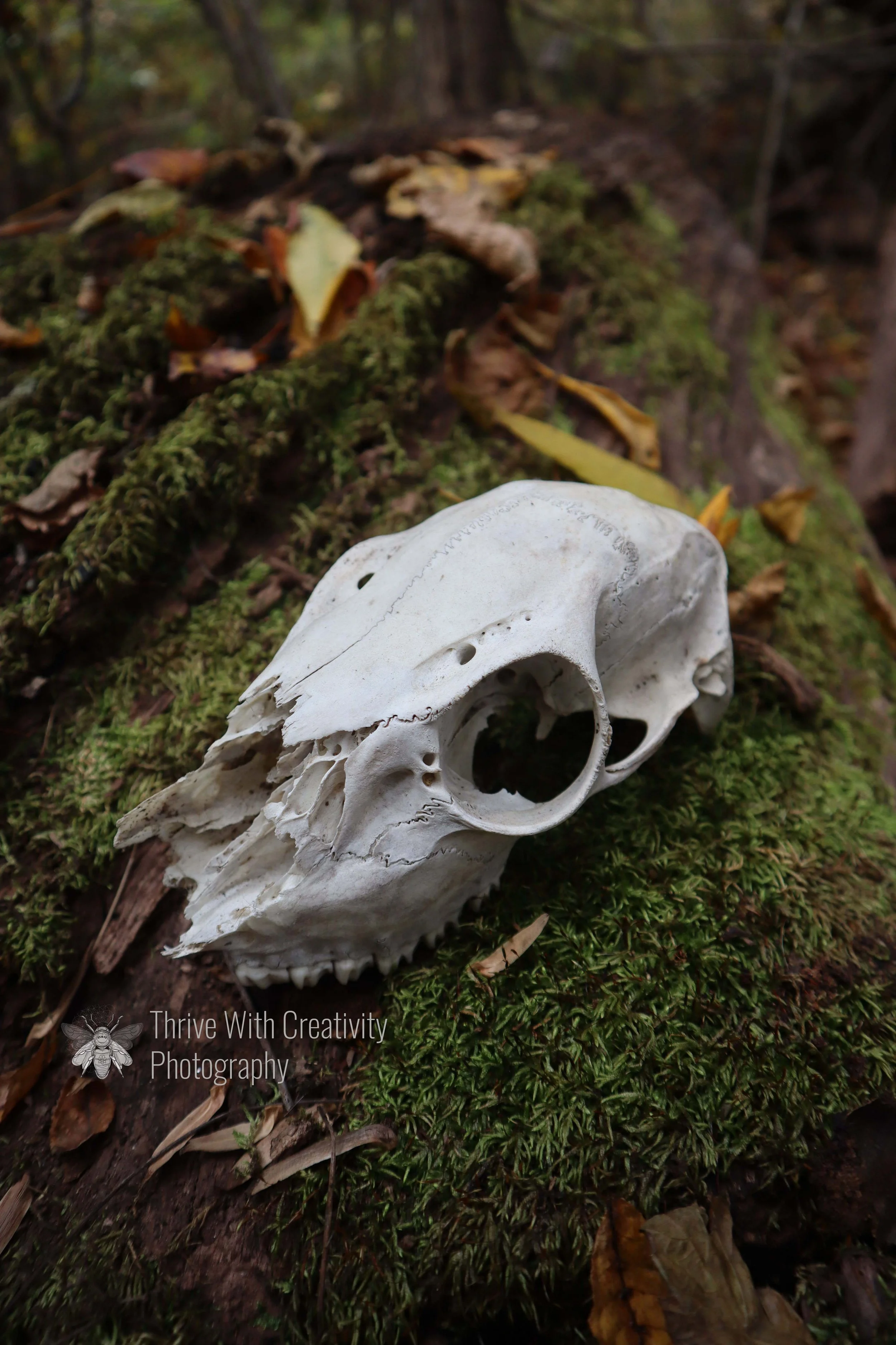 Why “Skull And Moss”?