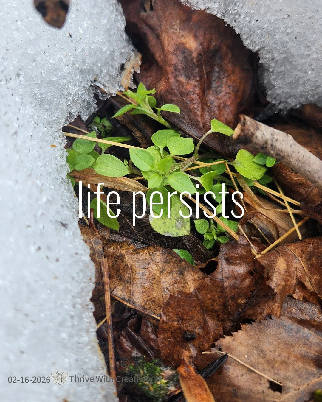 02-16-2026 life persists ◇ thrive with creativity 2.jpg