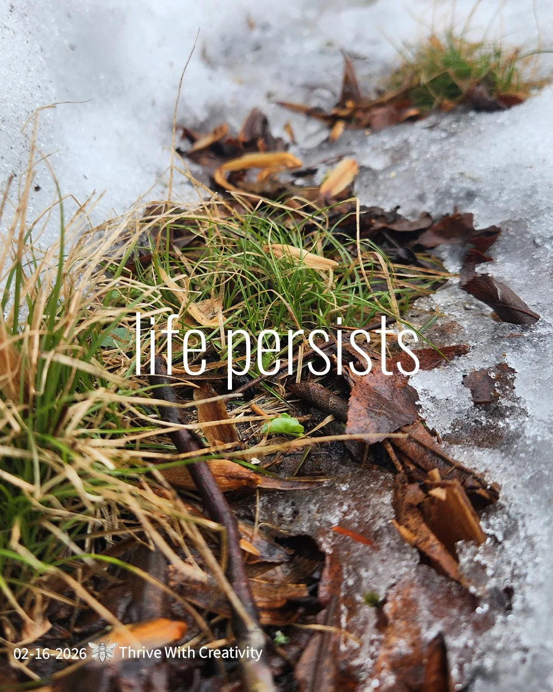 02-16-2026 life persists ◇ thrive with creativity 3.jpg