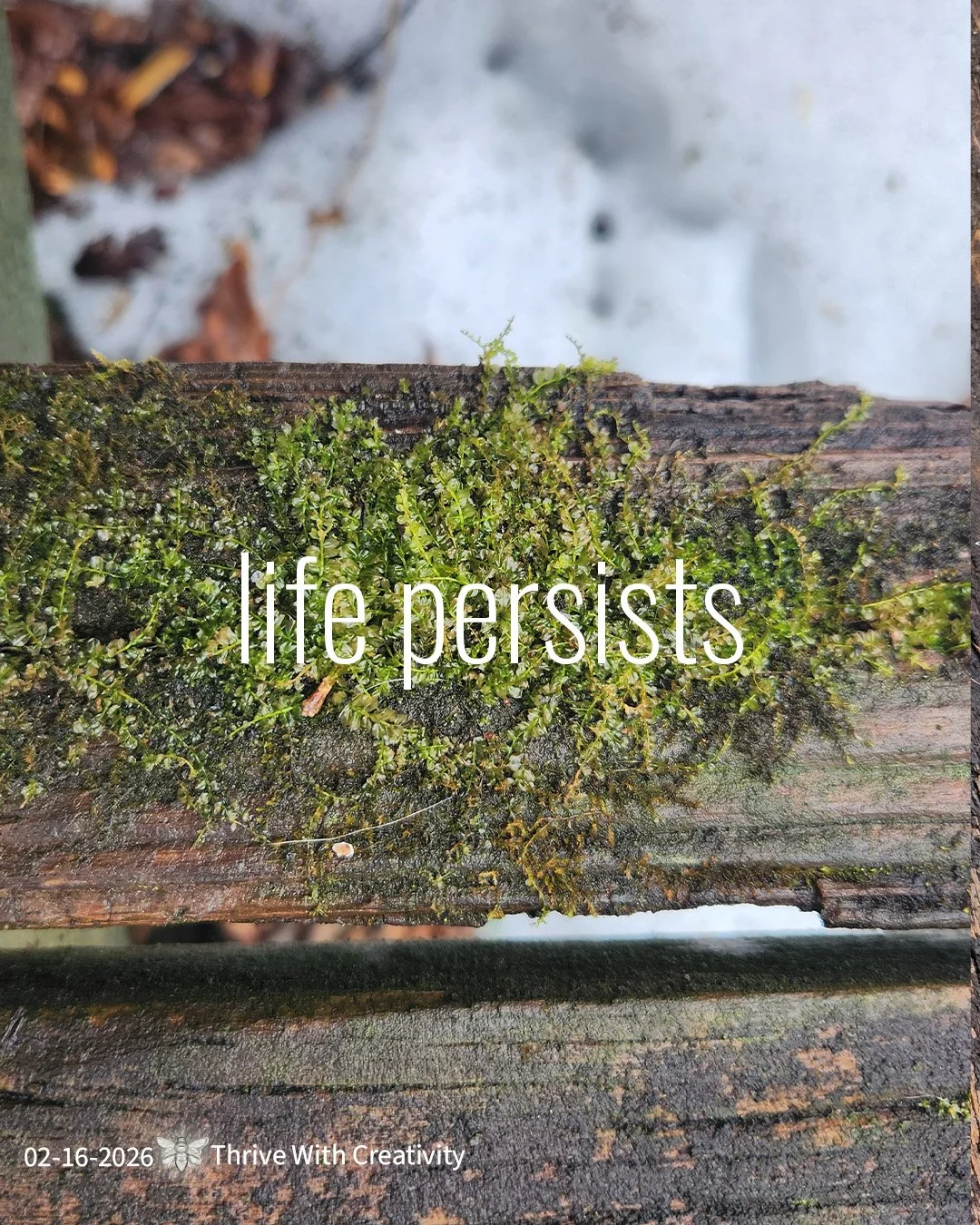 02-16-2026 life persists ◇ thrive with creativity 4.jpg
