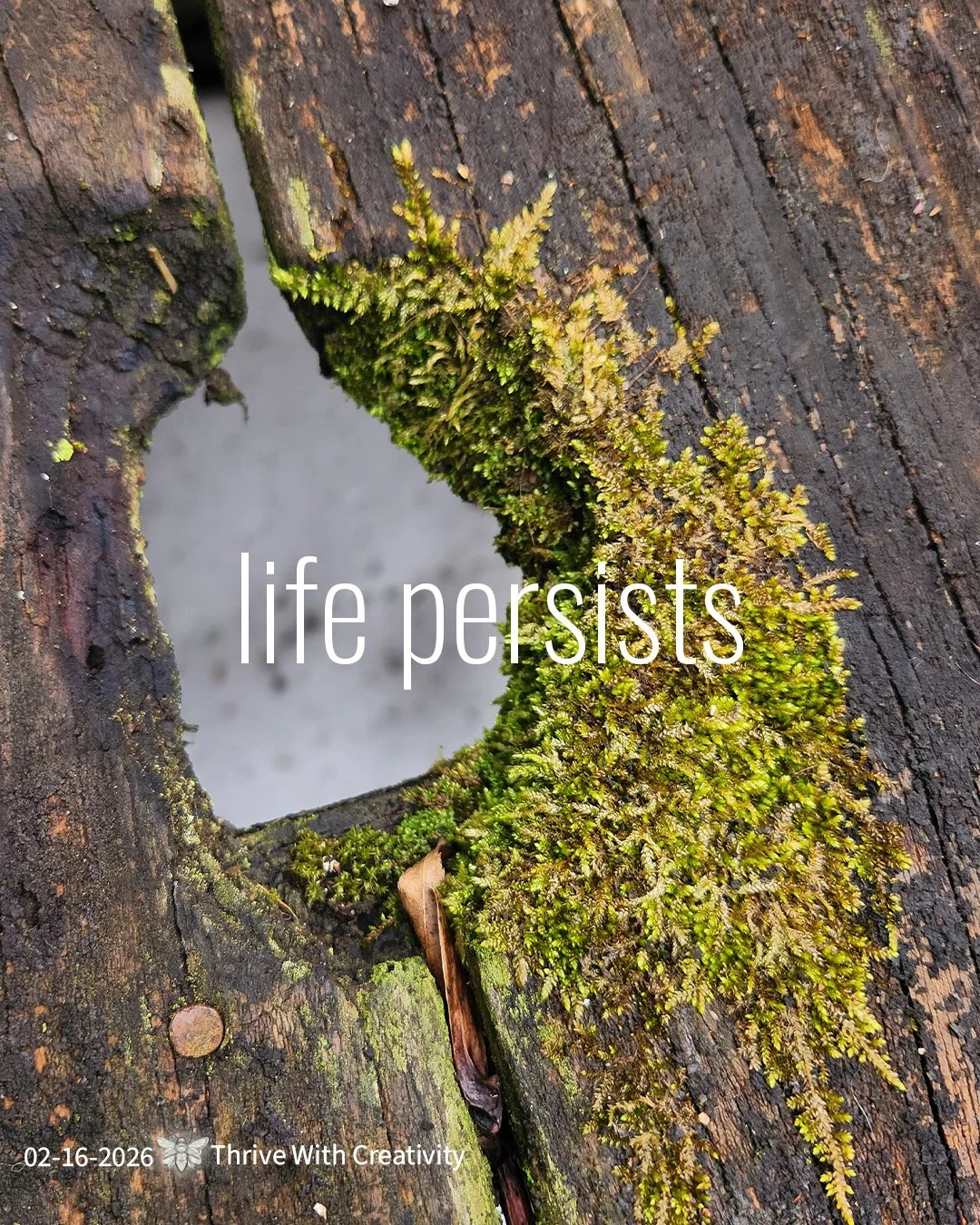 02-16-2026 life persists ◇ thrive with creativity 5.jpg